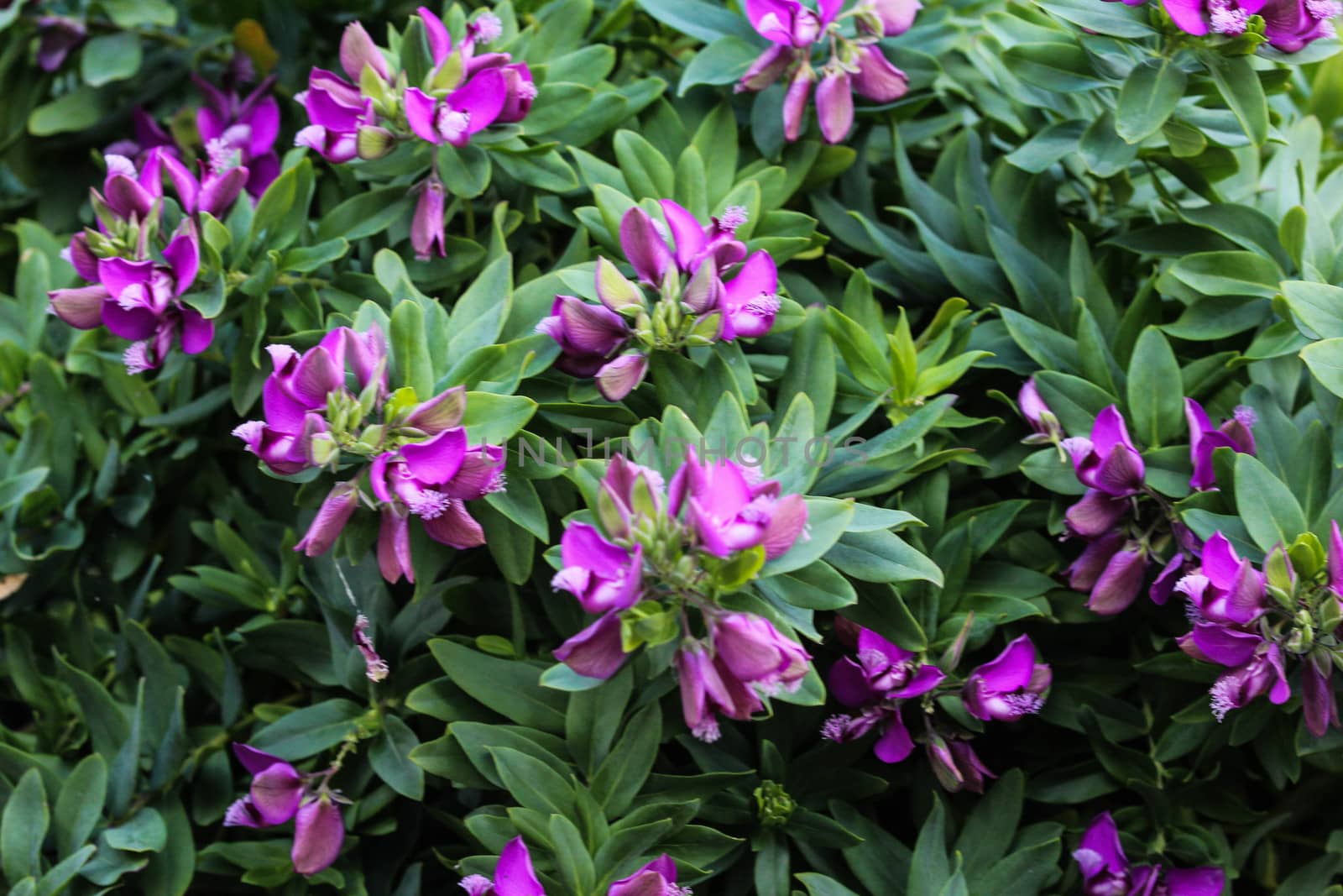close up of beautiful Polygala myrtifolia or the myrtle-leaf milkwort flower, blooming in spring in the garden