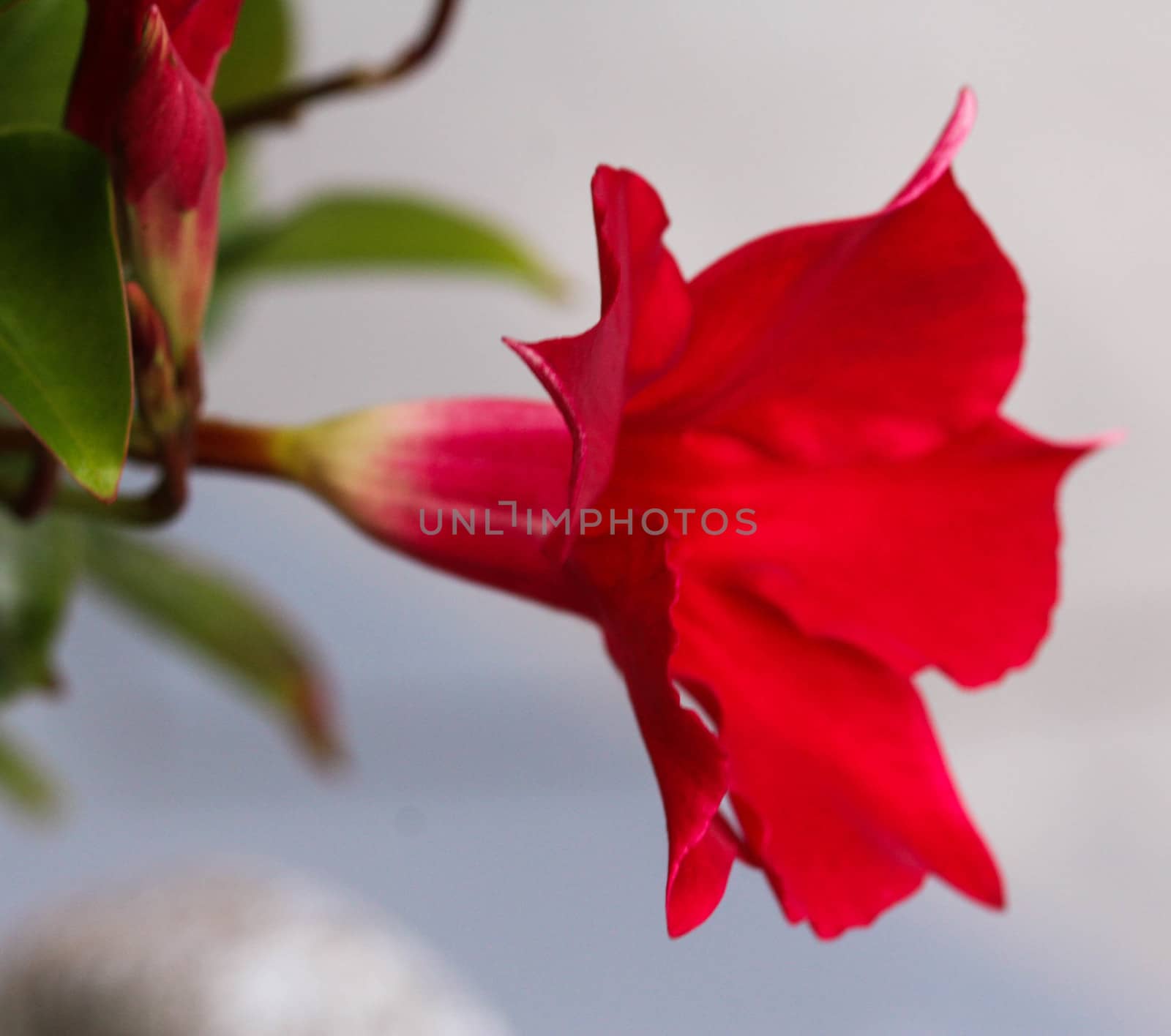 red Mandevilla laxa flower, commonly known as Chilean jasmine plant by michaelmeijer
