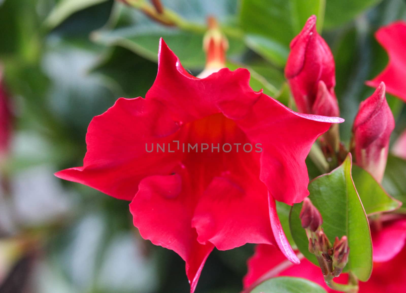 close up of red Mandevilla laxa flower, commonly known as Chilean jasmine plant