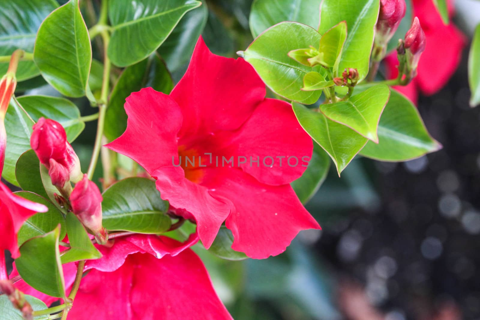 close up of red Mandevilla laxa flower, commonly known as Chilean jasmine plant