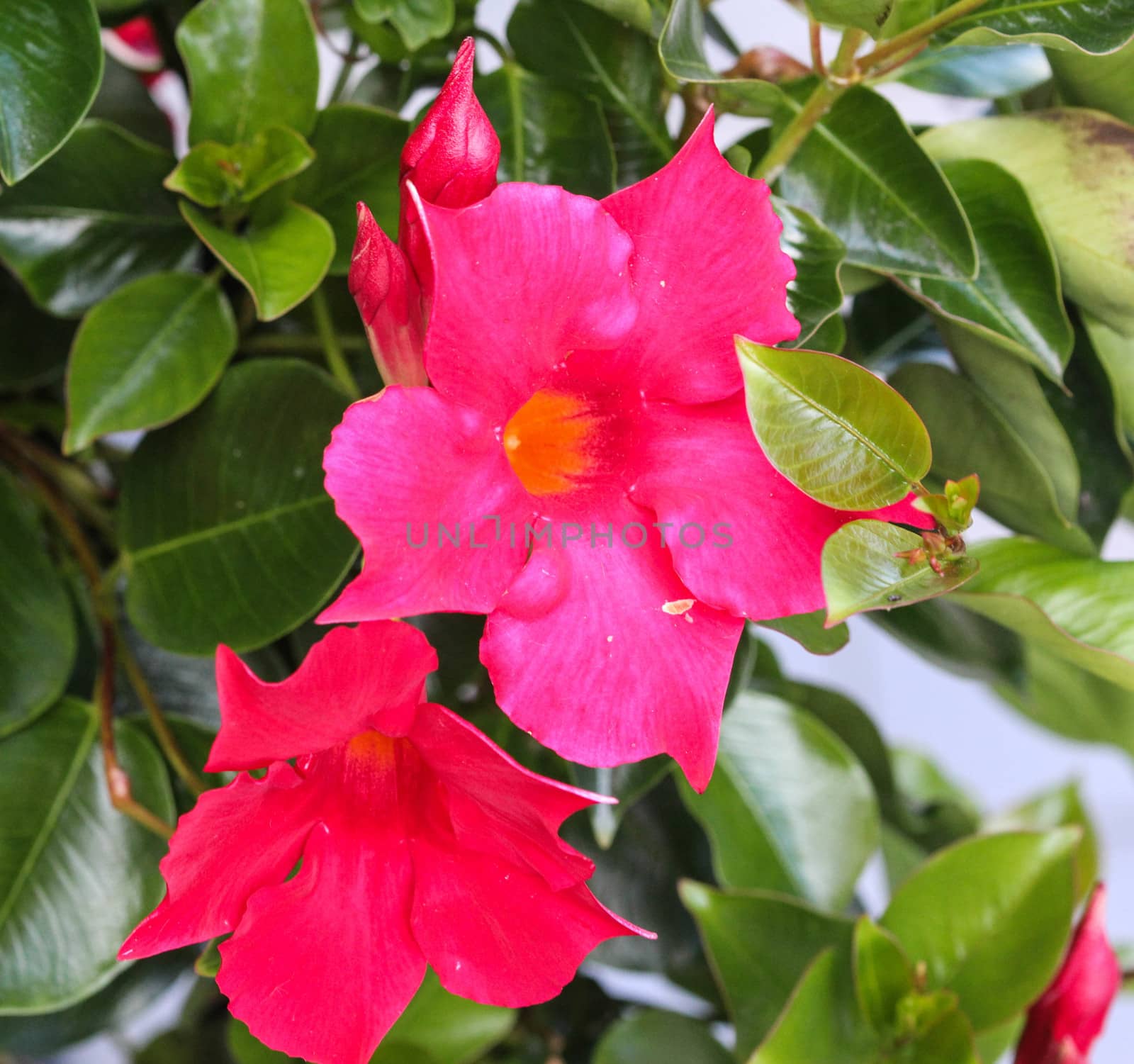 close up of red Mandevilla laxa flower, commonly known as Chilean jasmine plant