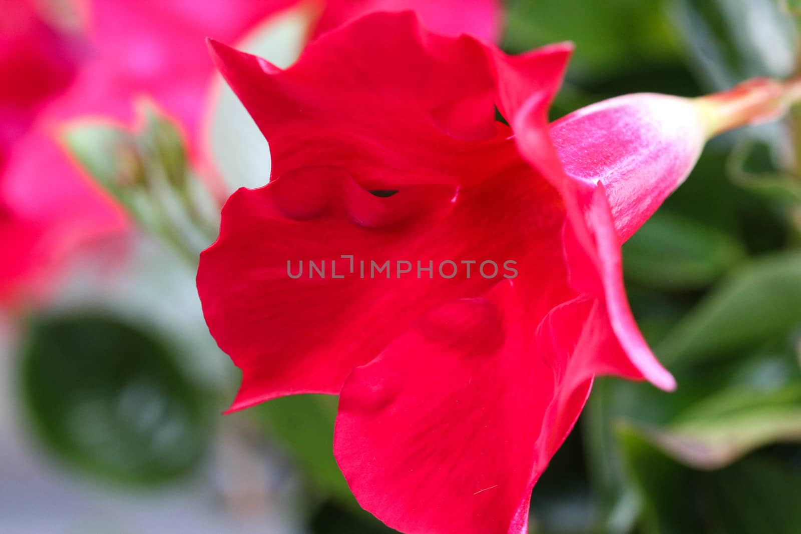 close up of red Mandevilla laxa flower, commonly known as Chilean jasmine plant