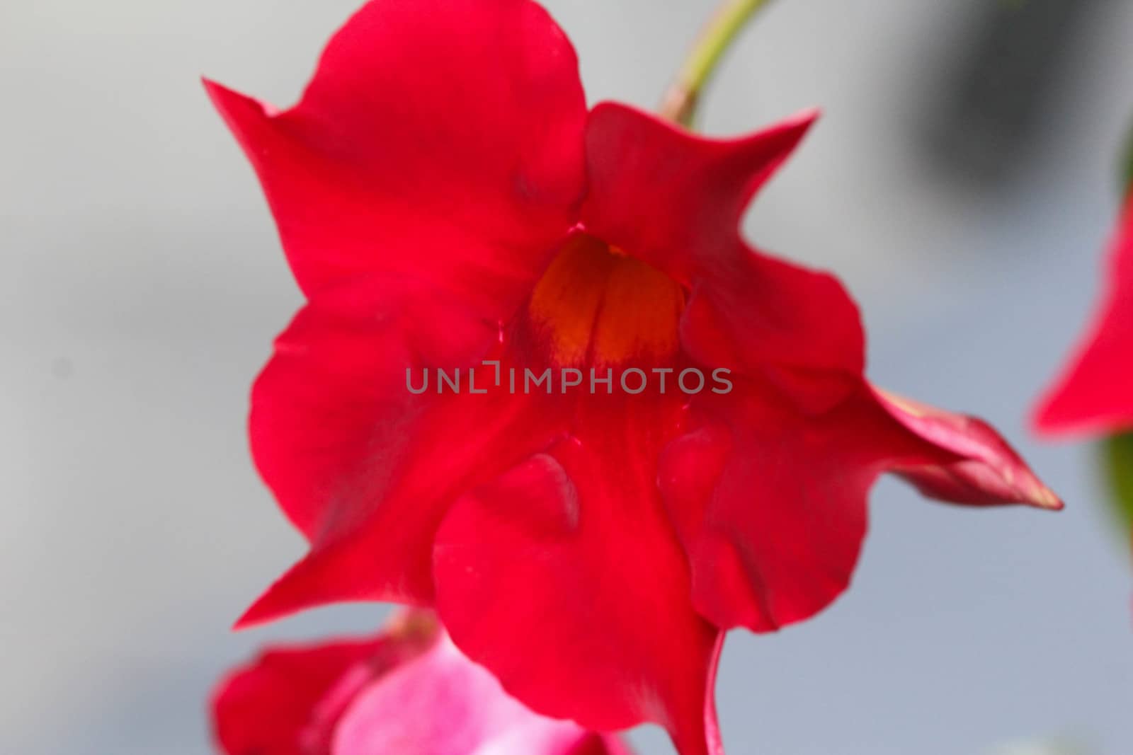 close up of red Mandevilla laxa flower, commonly known as Chilean jasmine plant