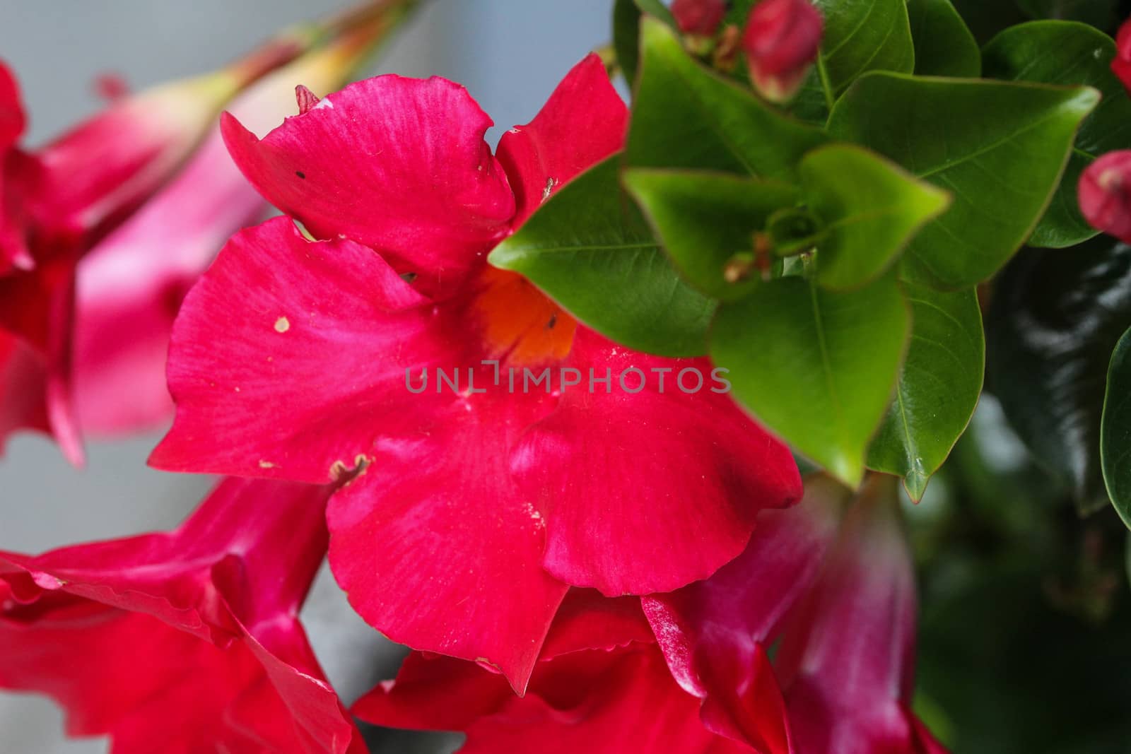 close up of red Mandevilla laxa flower, commonly known as Chilean jasmine plant