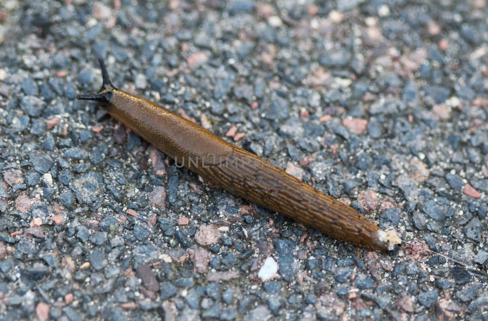 close up Spanish slug (Arion vulgaris) in the garden