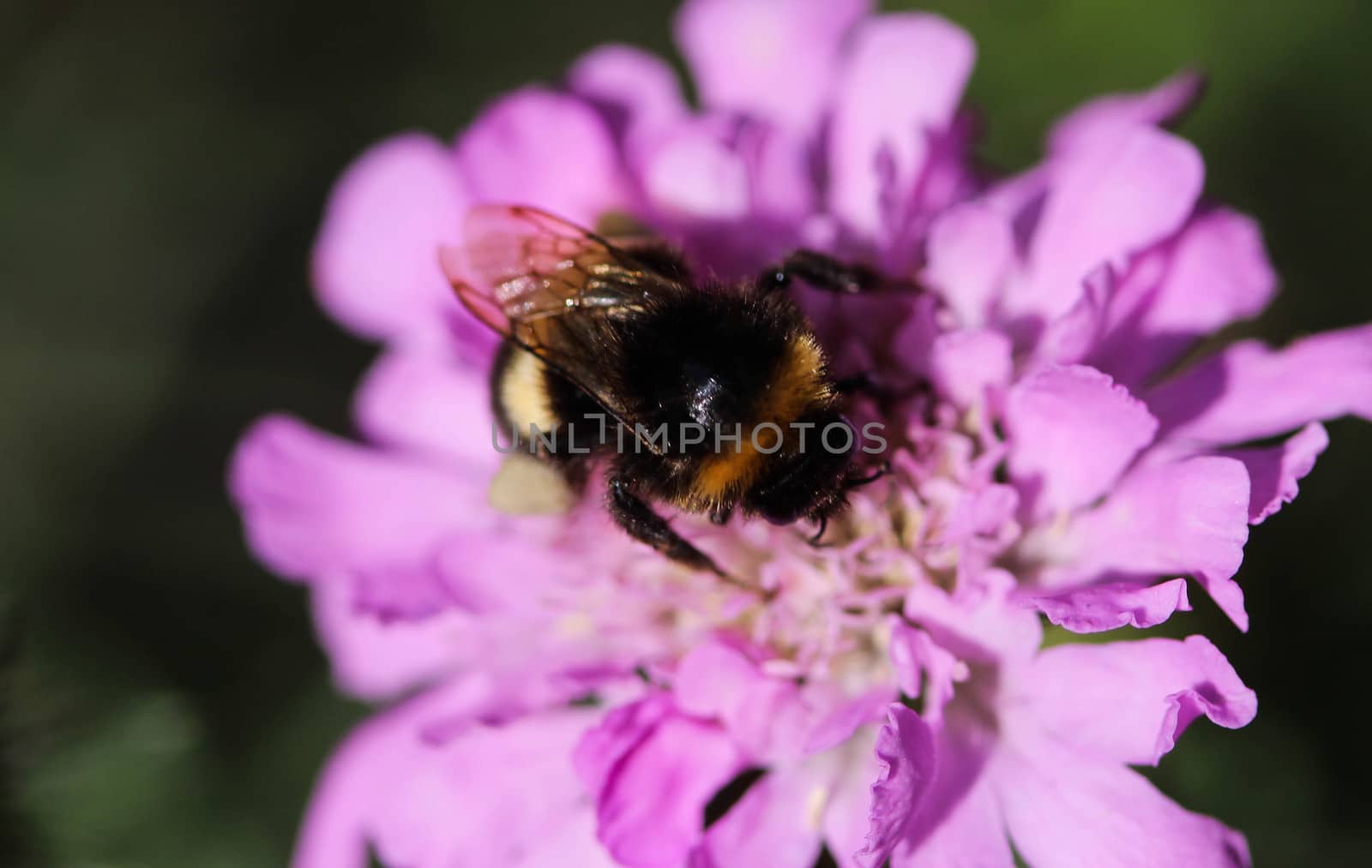 close up of buff tailed bumblebee in garden
