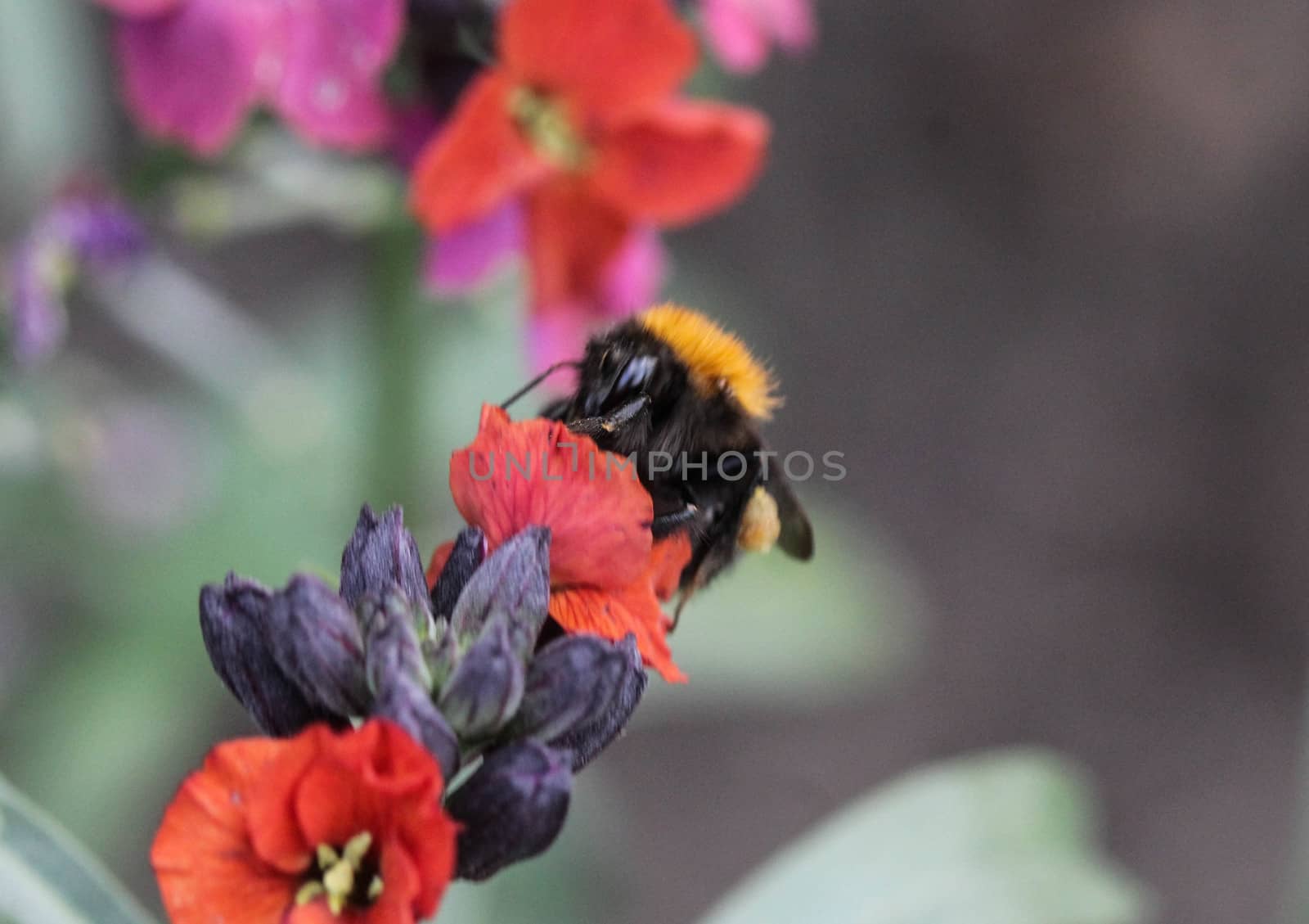 Close up macro of Bombus pascuorum bumblebee, the common carder bee, collecting nectar from a flower