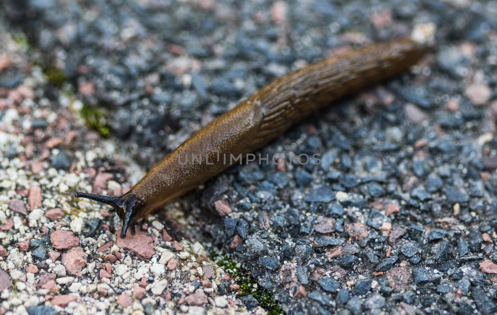close up Spanish slug (Arion vulgaris) in the garden