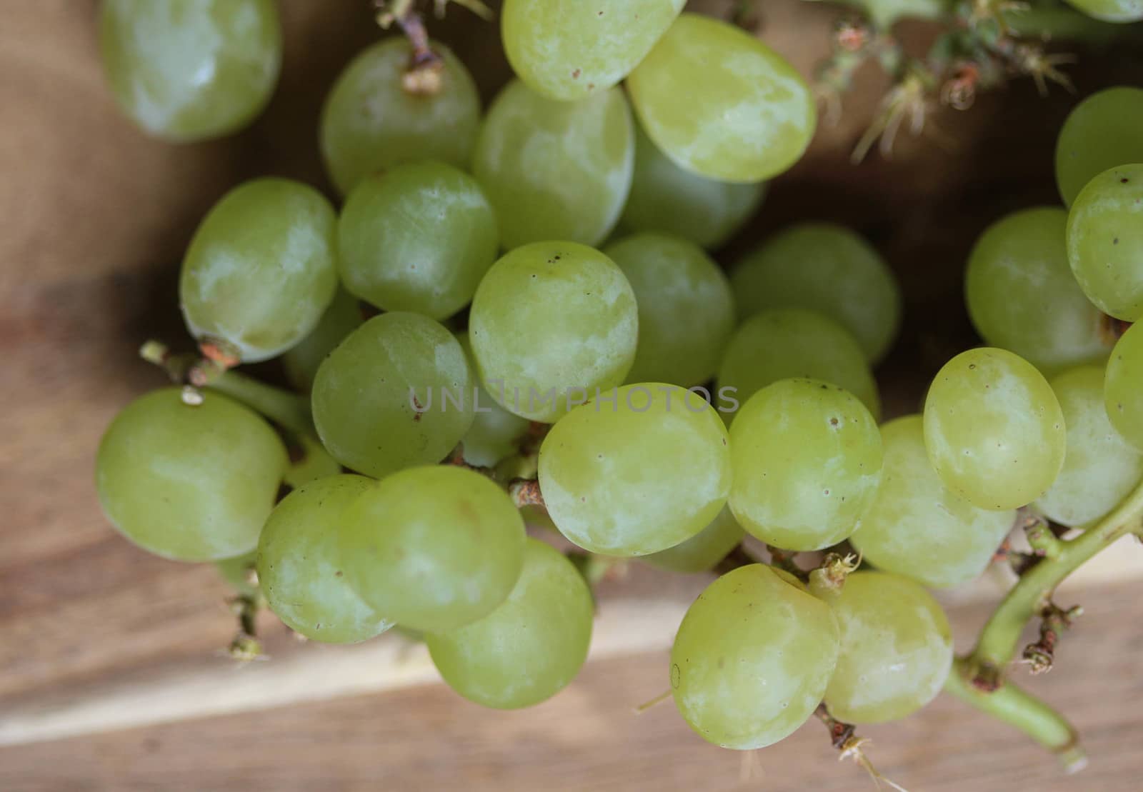 close up of fresh White grapes