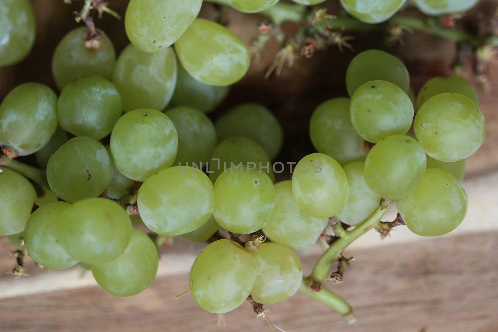 close up of fresh White grapes