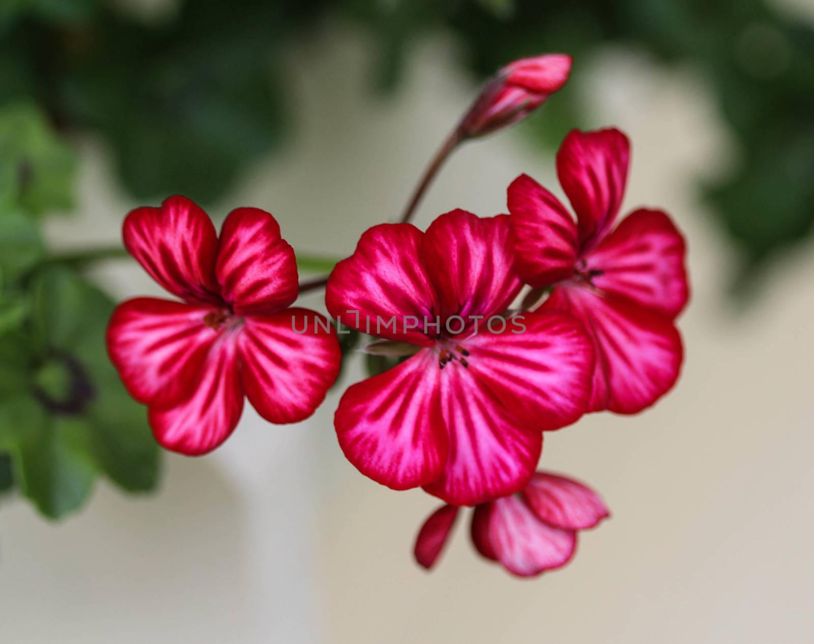 close up of Pelargonium peltatum