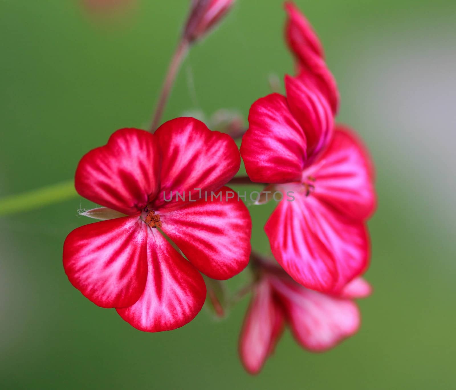 close up of Pelargonium peltatum