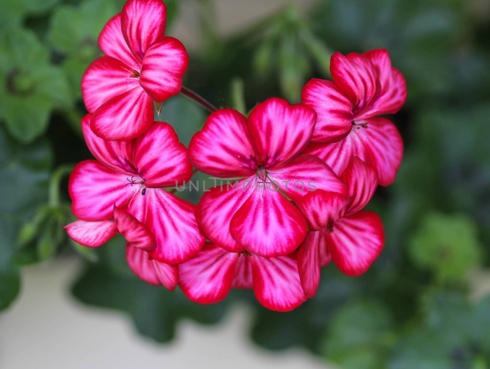 close up of Pelargonium peltatum