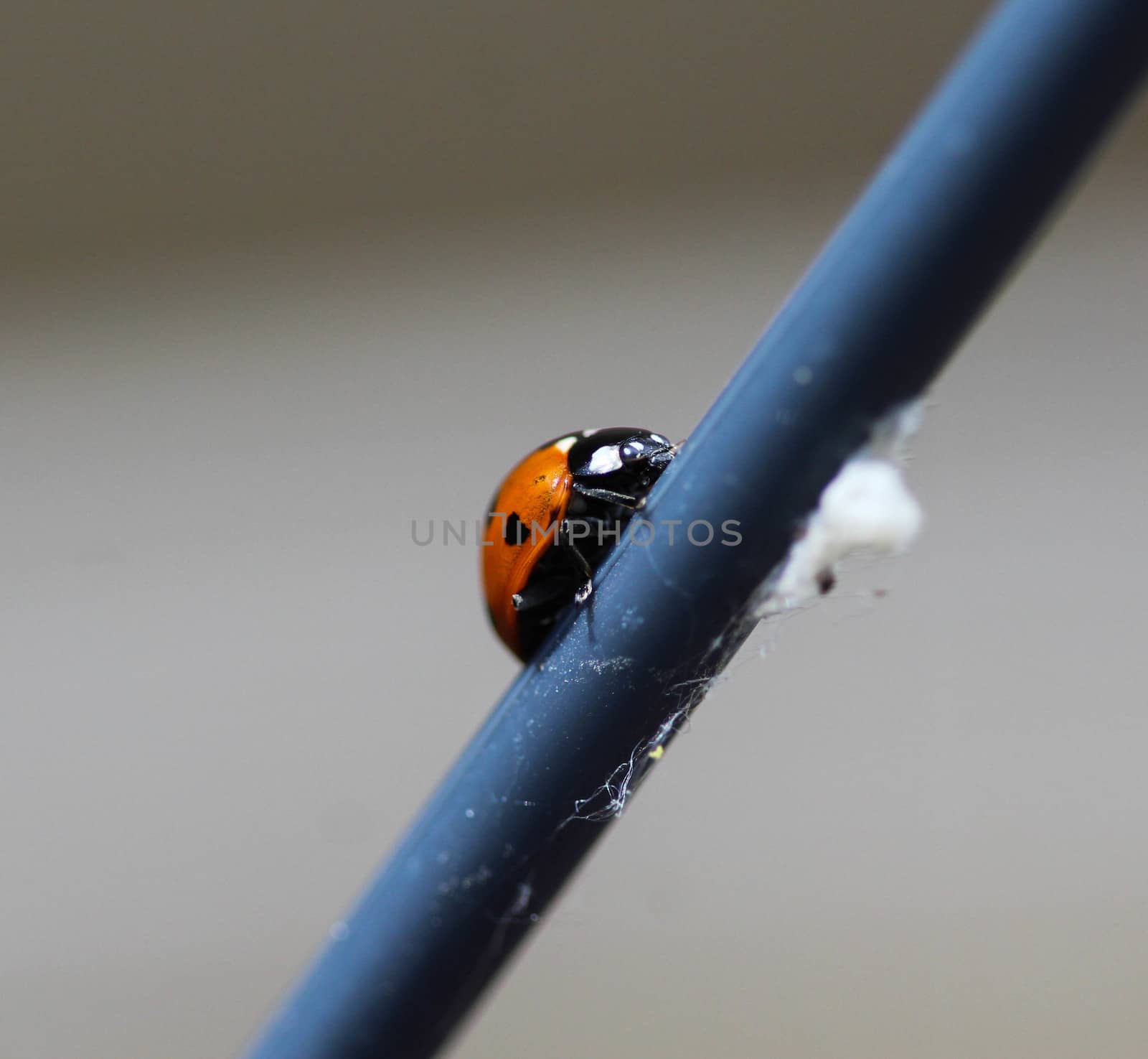 close up of seven-spot ladybird on leaf