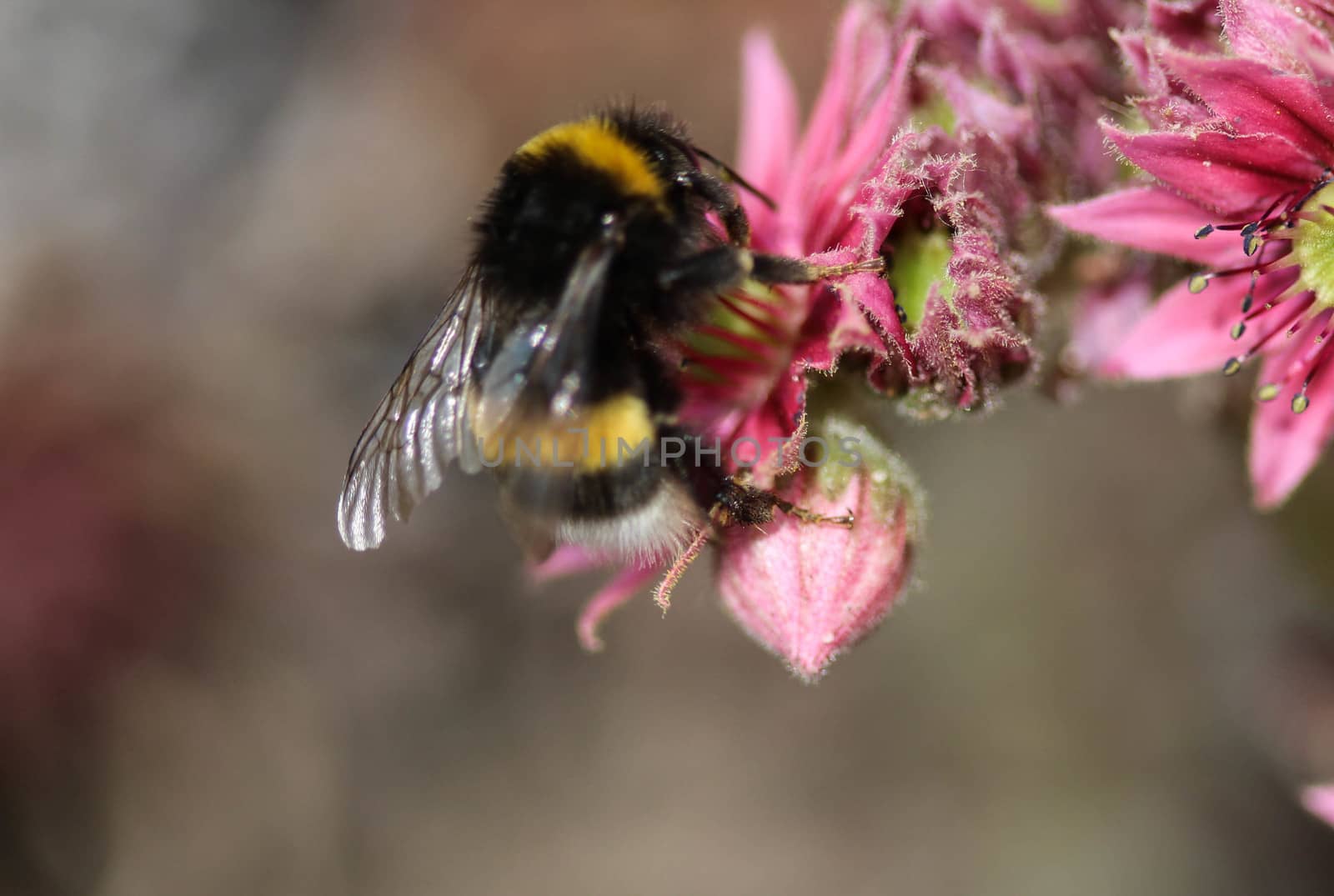 close up of buff tailed bumblebee in garden