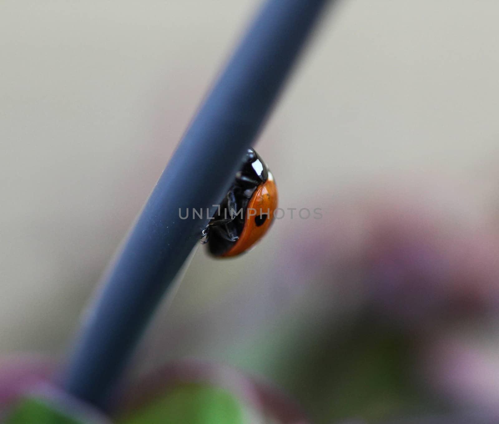 close up of seven-spot ladybird on leaf