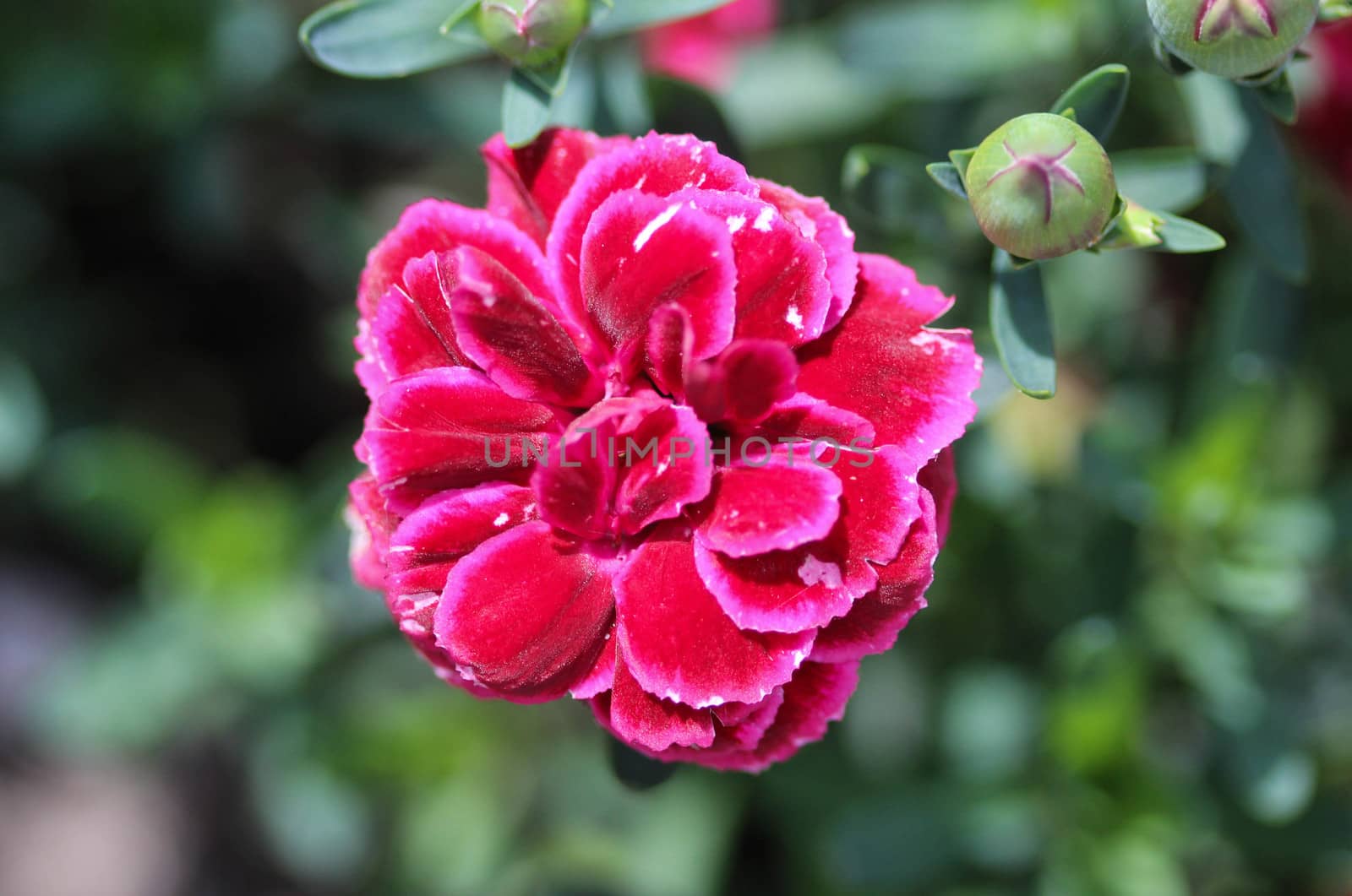 close up of Dianthus caryophyllus, commonly known as the carnation or clove pink, is a species of Dianthus. This flower is blooming in spring in a garden