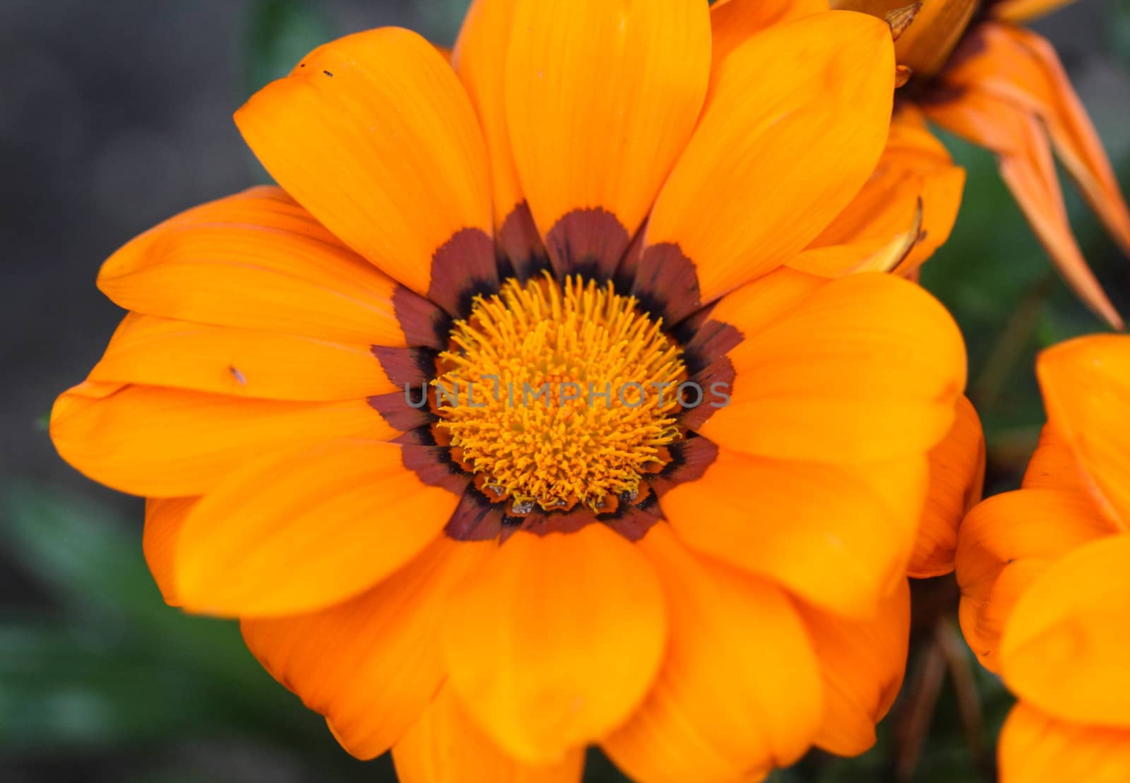 close up of Gazania rigens flower, sometimes called treasure flower, blooming in spring in the garden