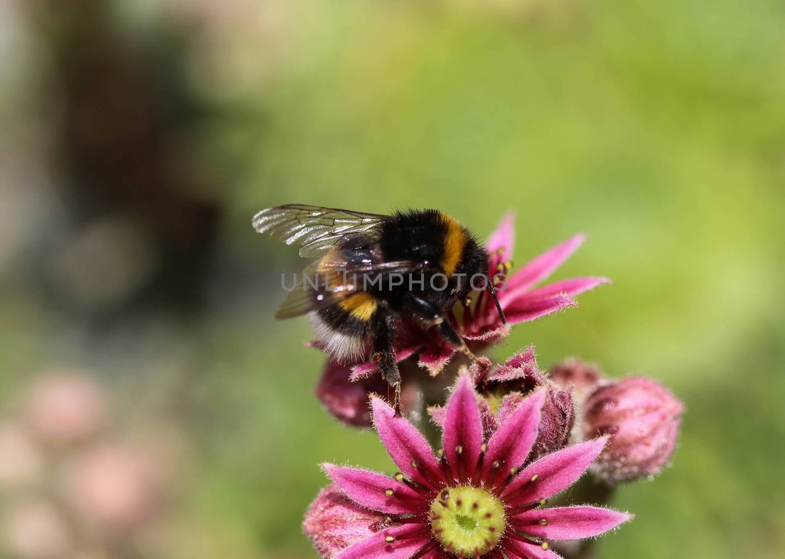 close up of buff tailed bumblebee in garden