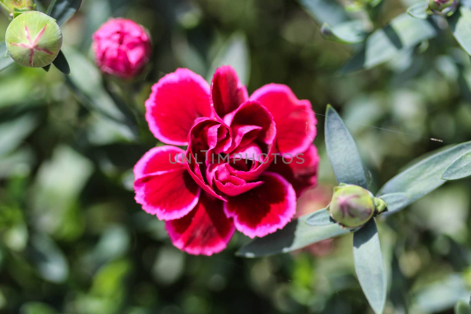 close up of Dianthus caryophyllus, commonly known as the carnation or clove pink, is a species of Dianthus. This flower is blooming in spring in a garden