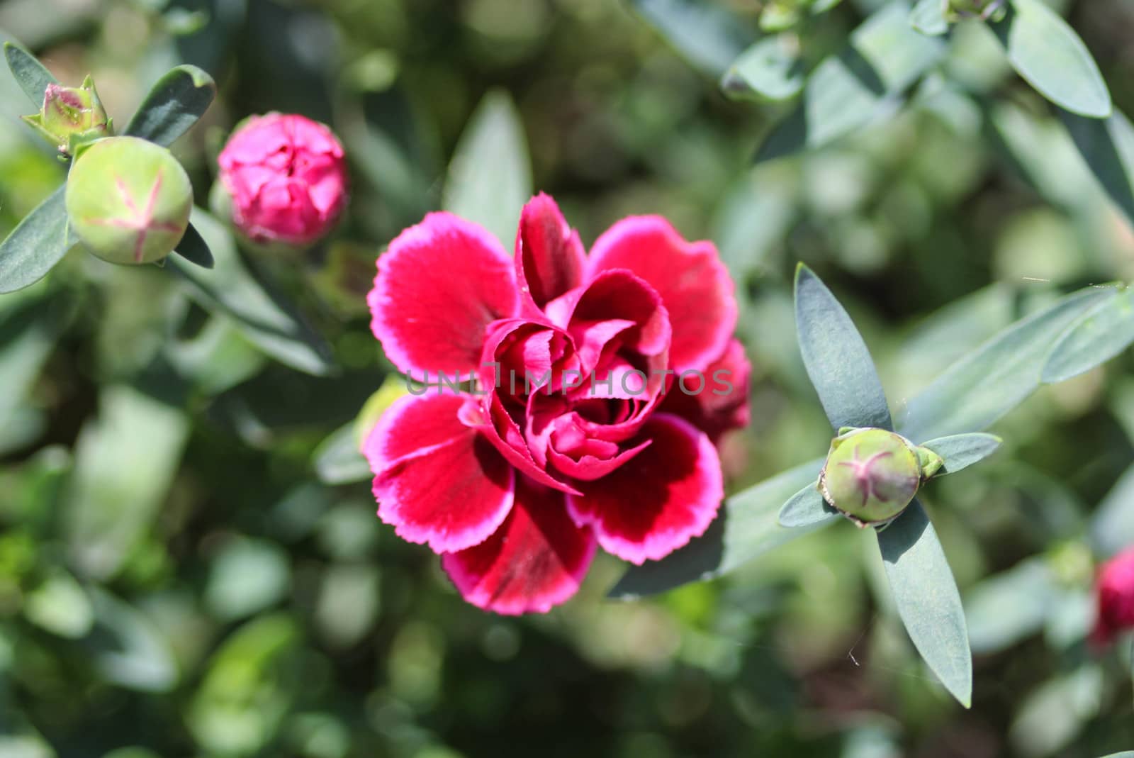 close up of Dianthus caryophyllus, commonly known as the carnation or clove pink, is a species of Dianthus. This flower is blooming in spring in a garden