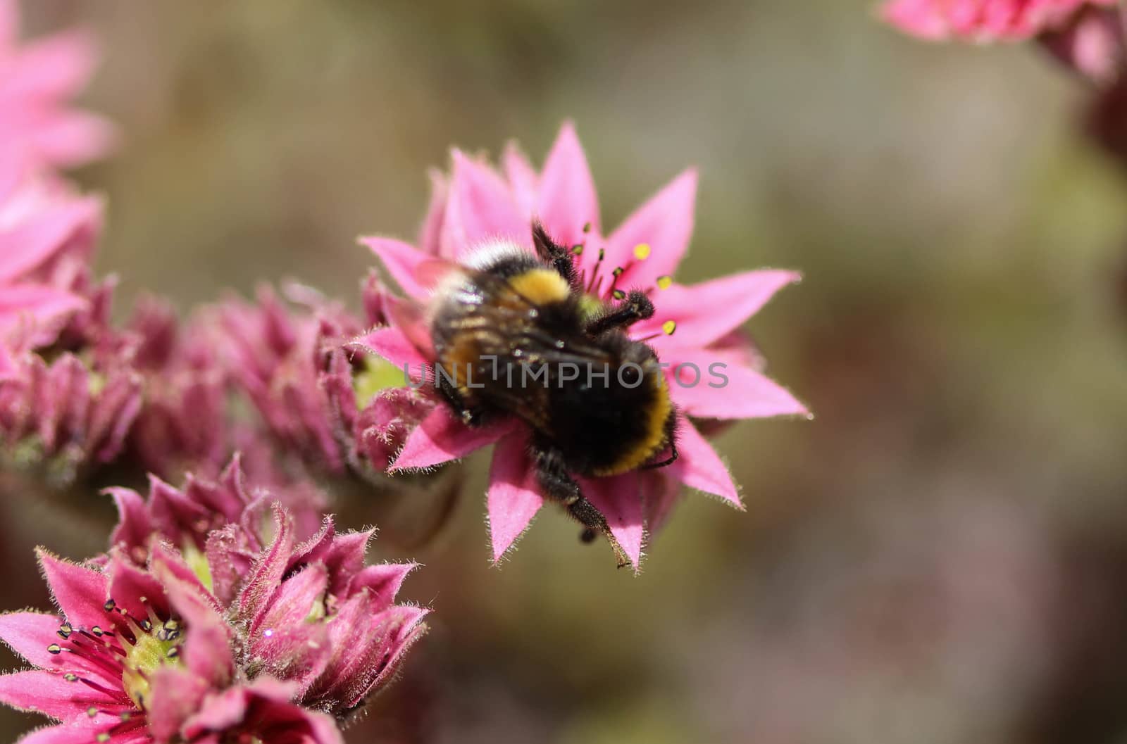 close up of buff tailed bumblebee in garden