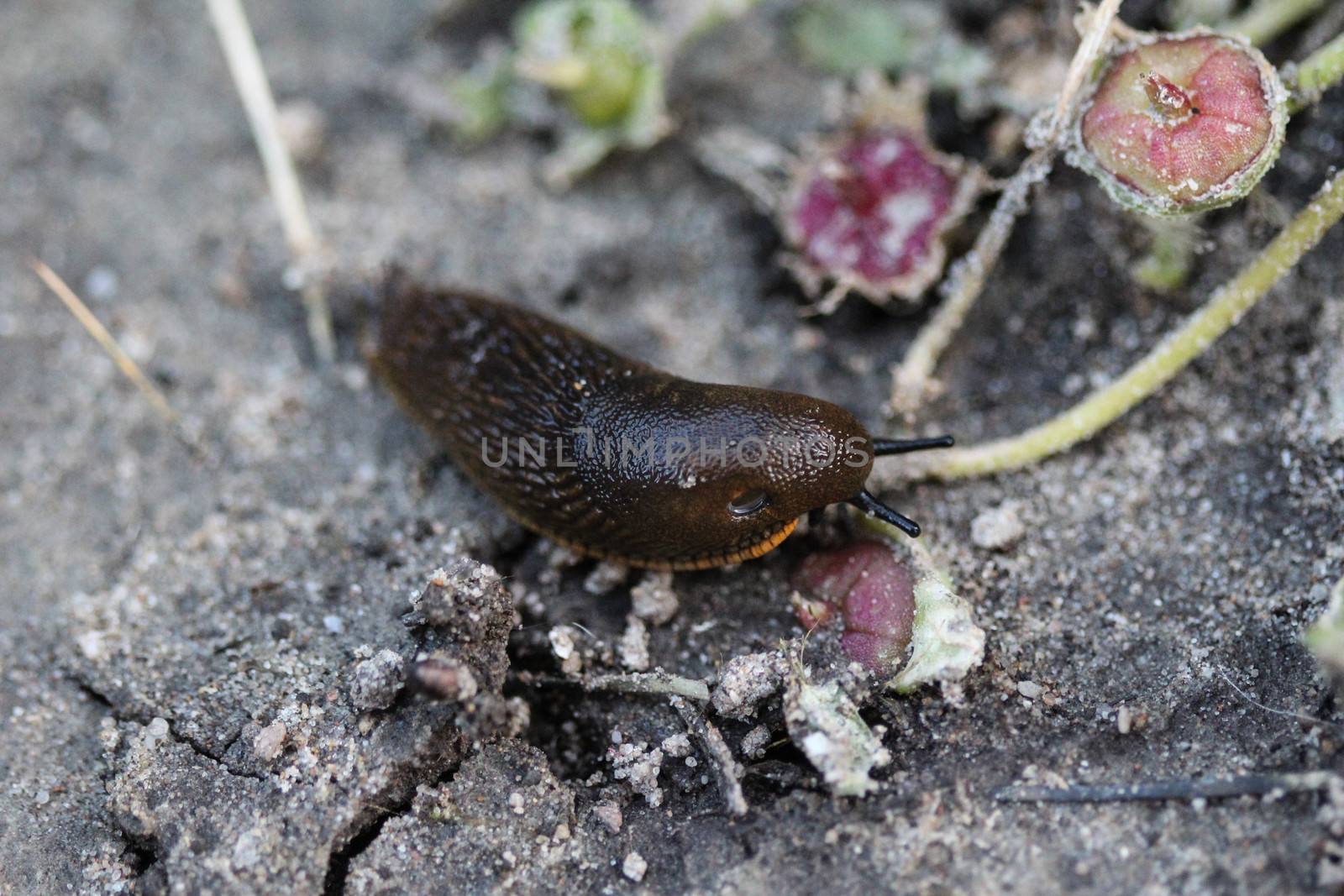 close up of black slug (Arion ater)