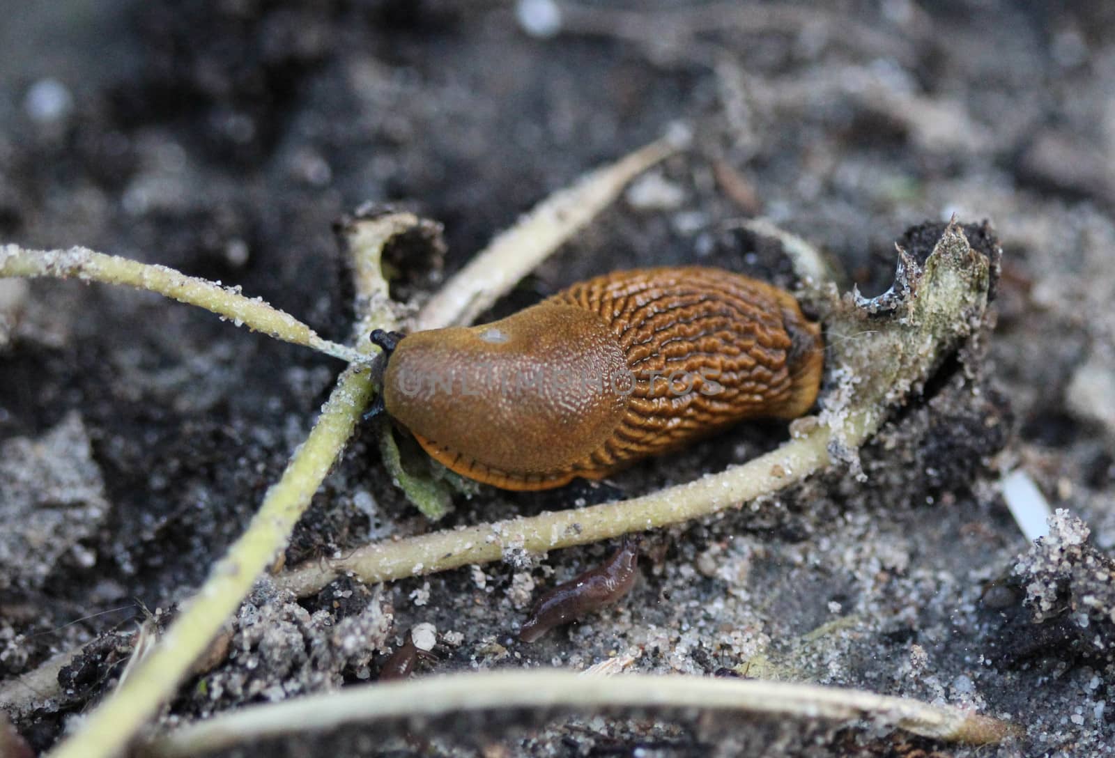 close up Spanish slug (Arion vulgaris) in the garden