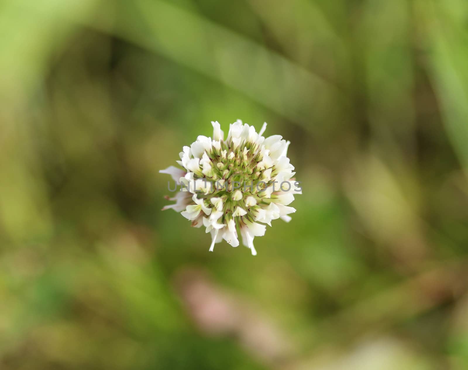 close up of Trifolium repens, also know as the white clover, Dutch clover, Ladino clover, or Ladino, blooming in spring