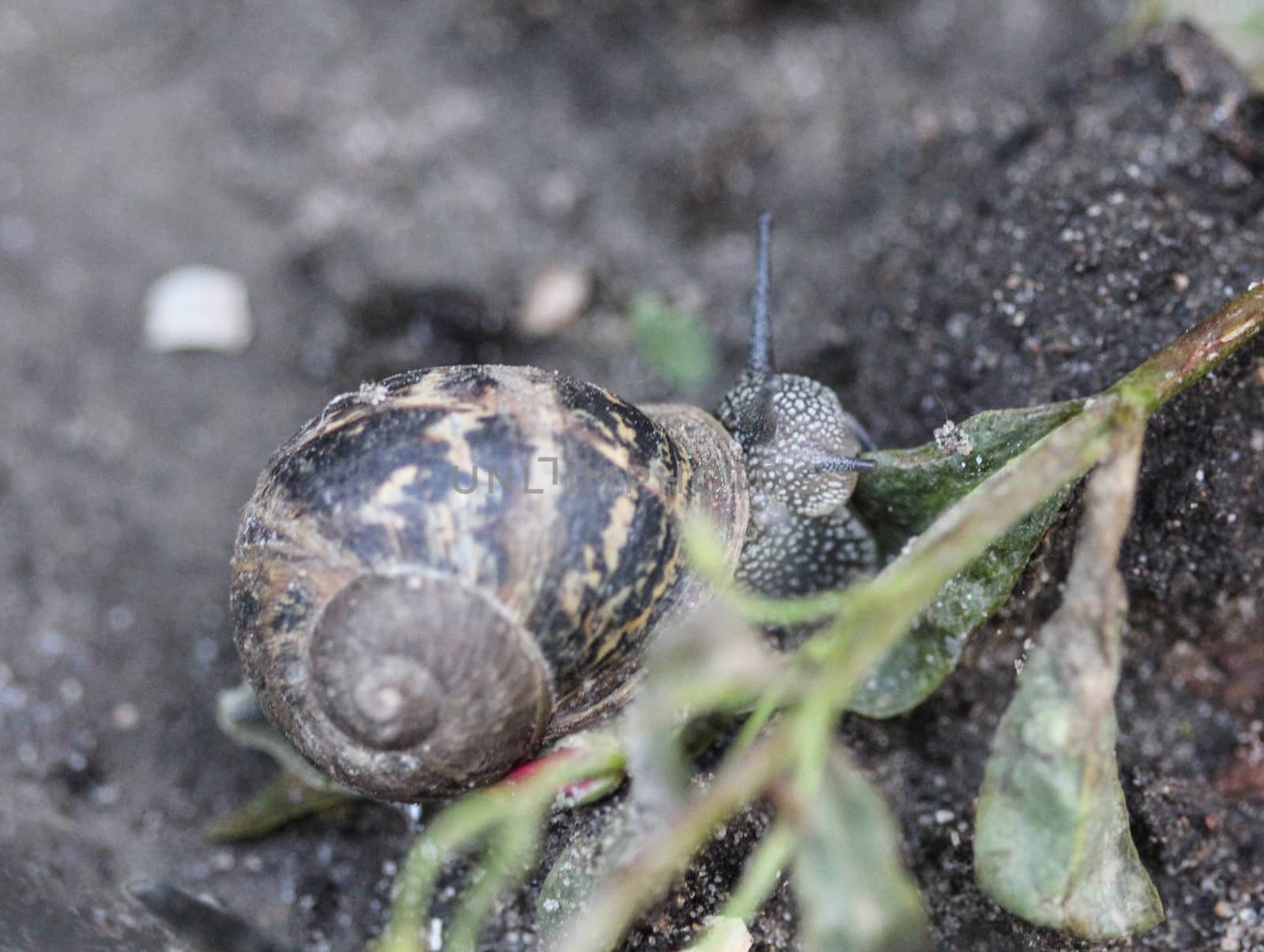 close up of garden snail