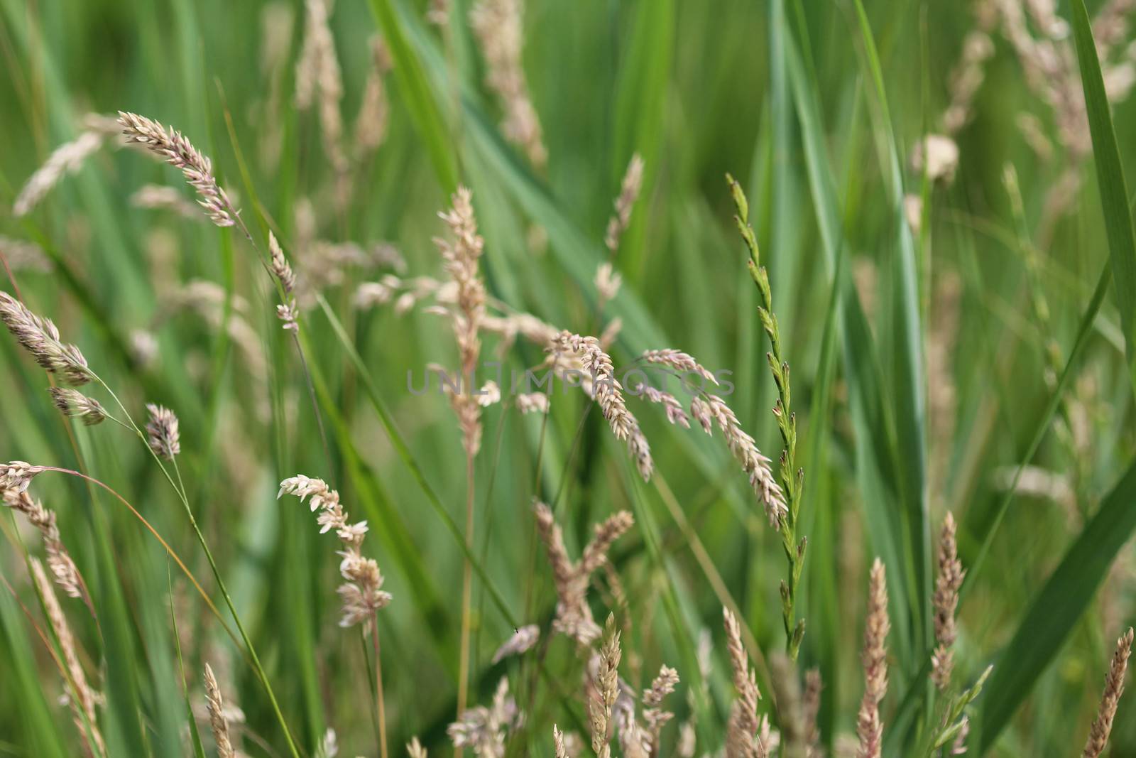 close up of Yorkshire fog grass