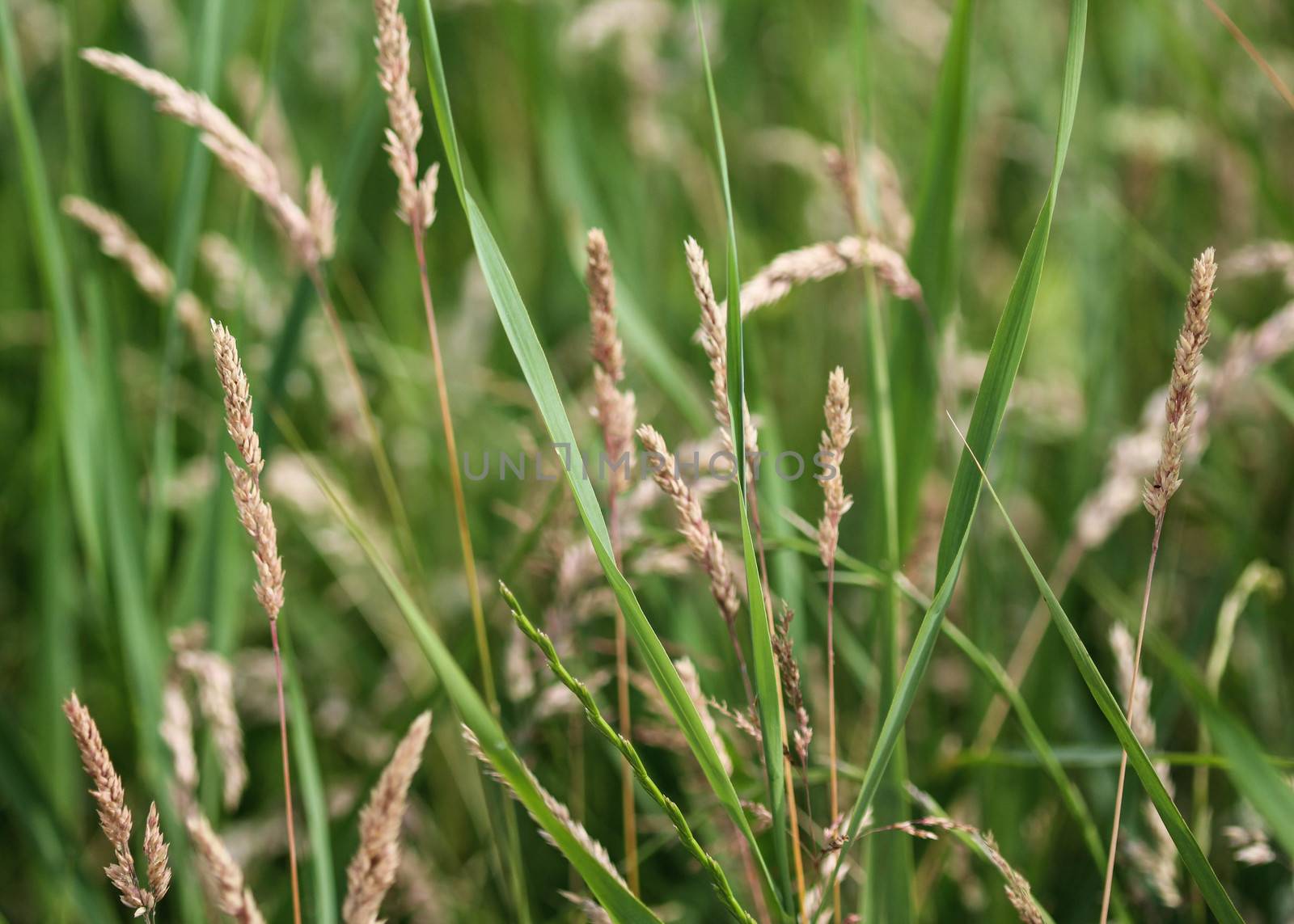 close up of Yorkshire fog grass