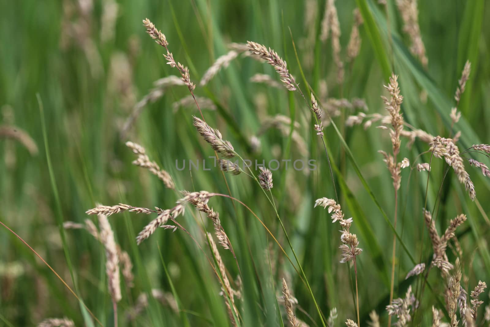 close up of Yorkshire fog grass