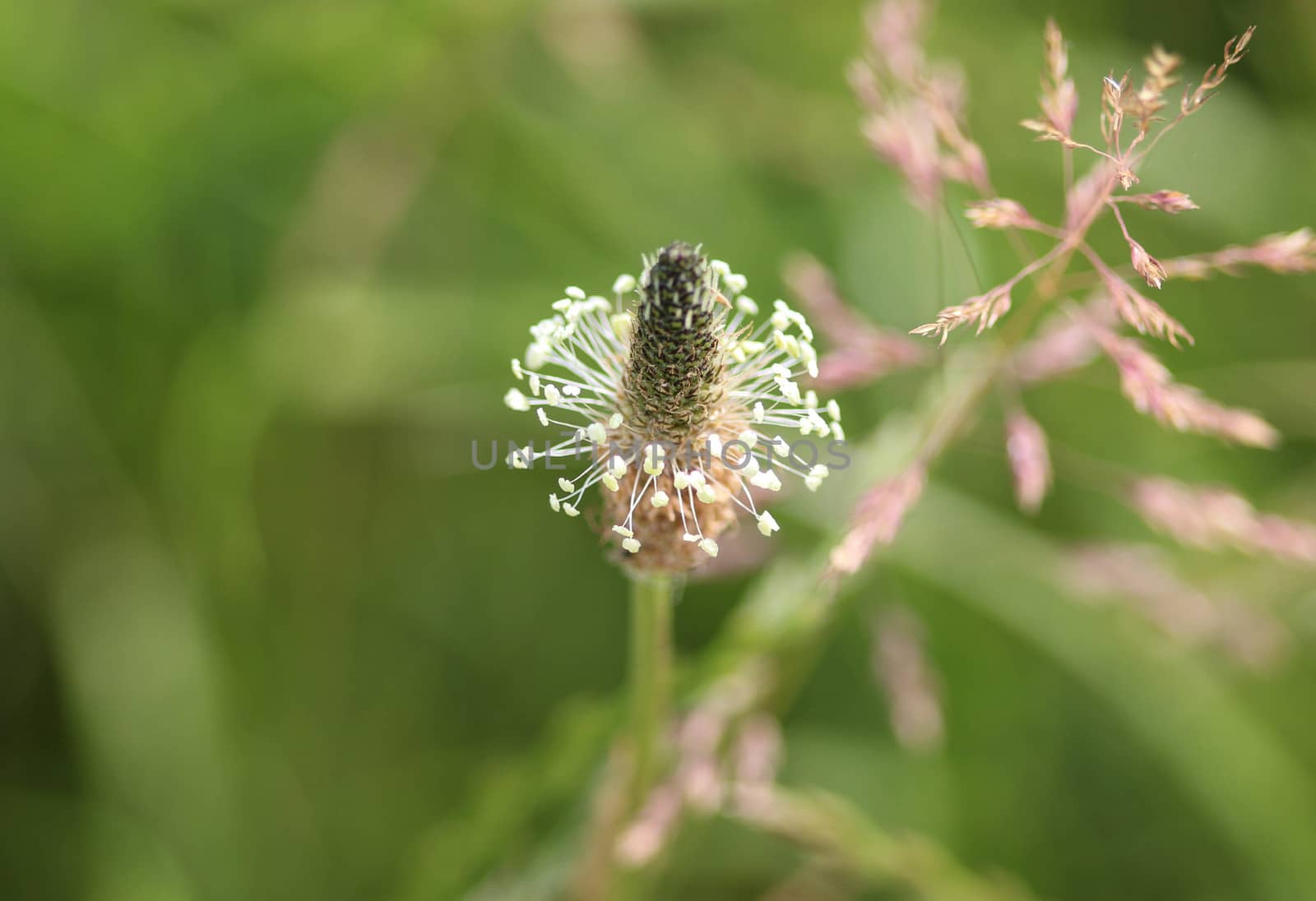 Close up of ribwort plantain in field