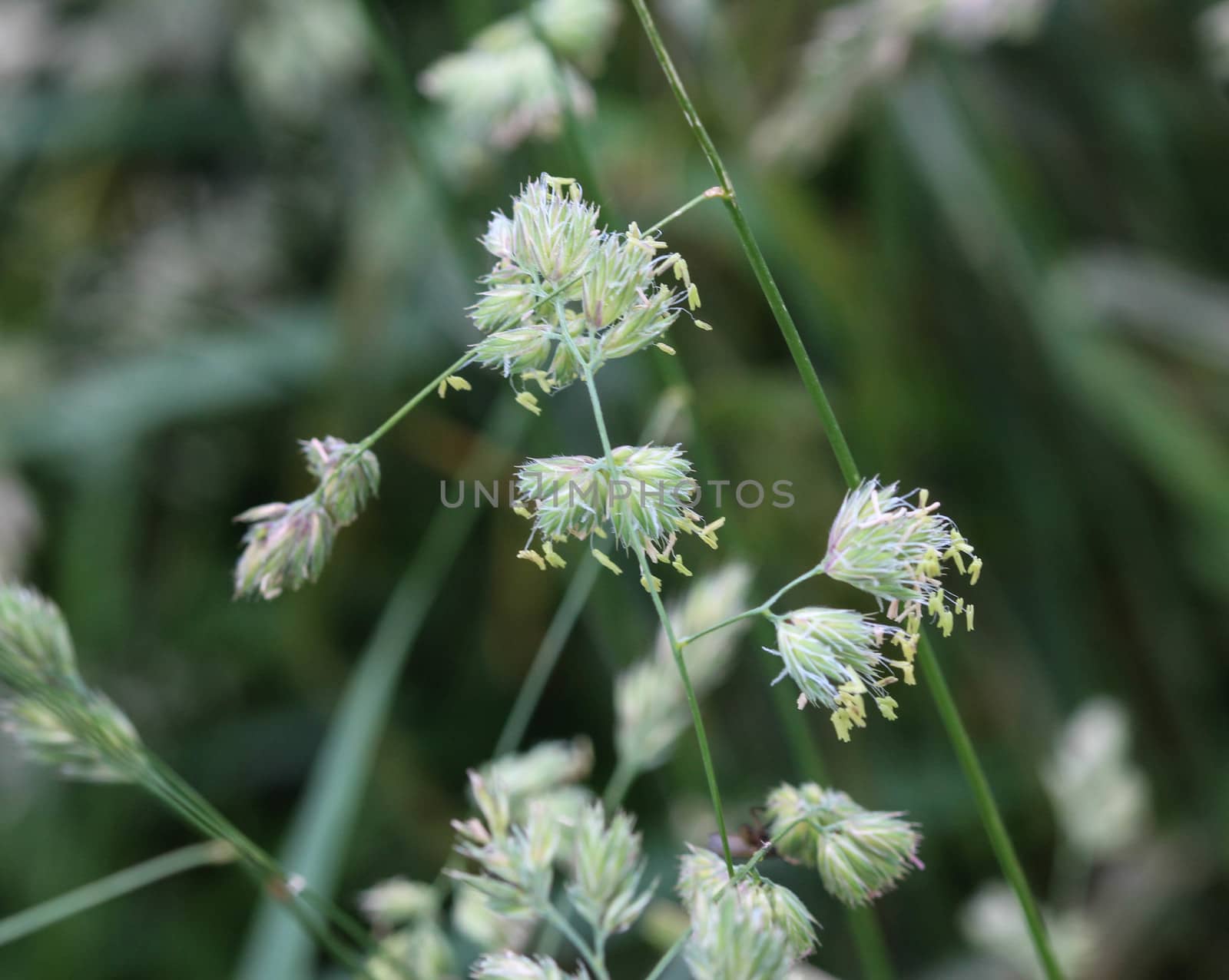 close up of cock's foot grass