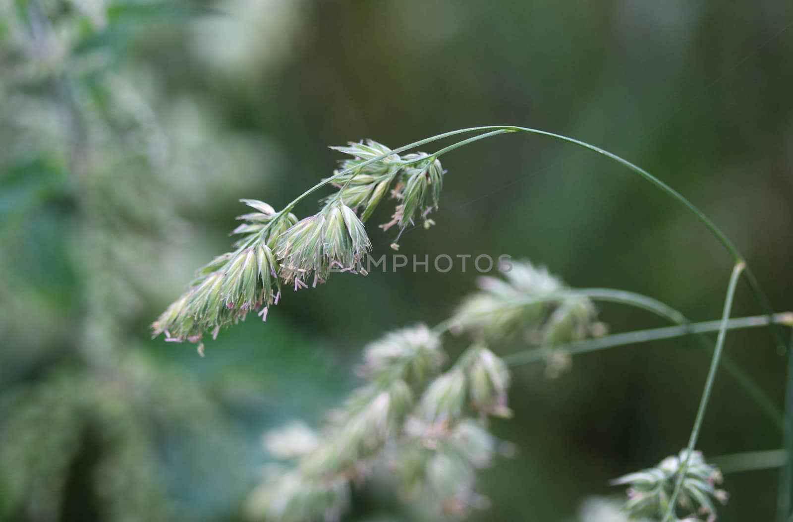 close up of cock's foot grass