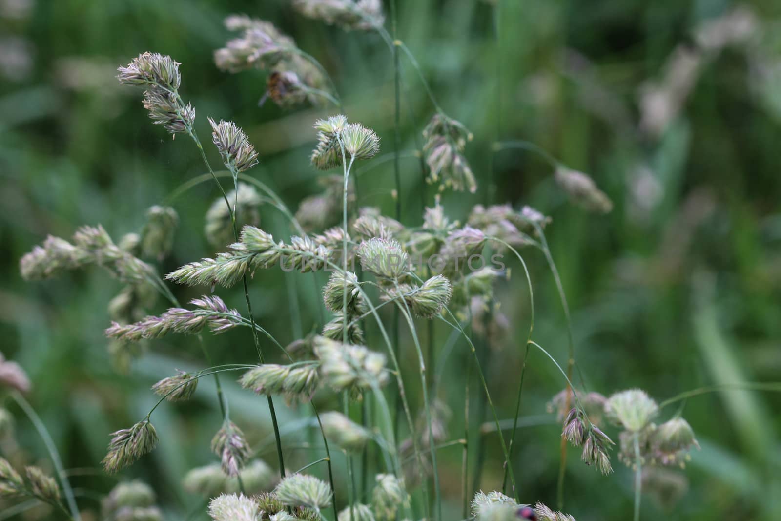 close up of cock's foot grass