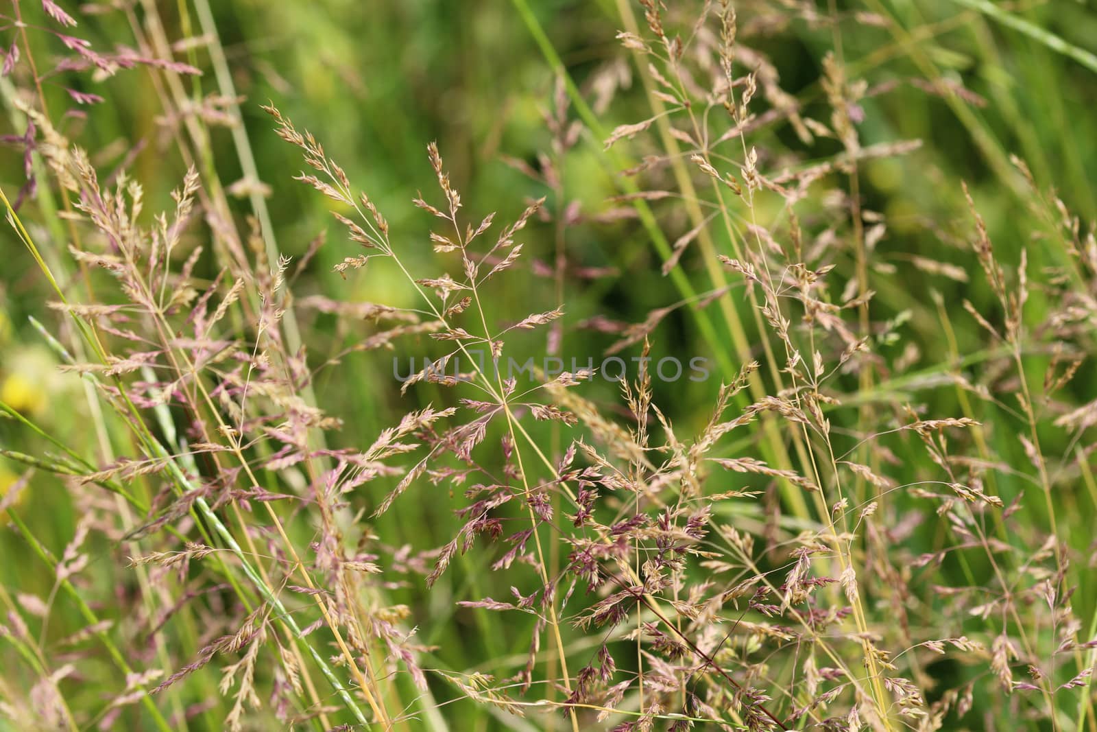 close up of Kentucky bluegrass