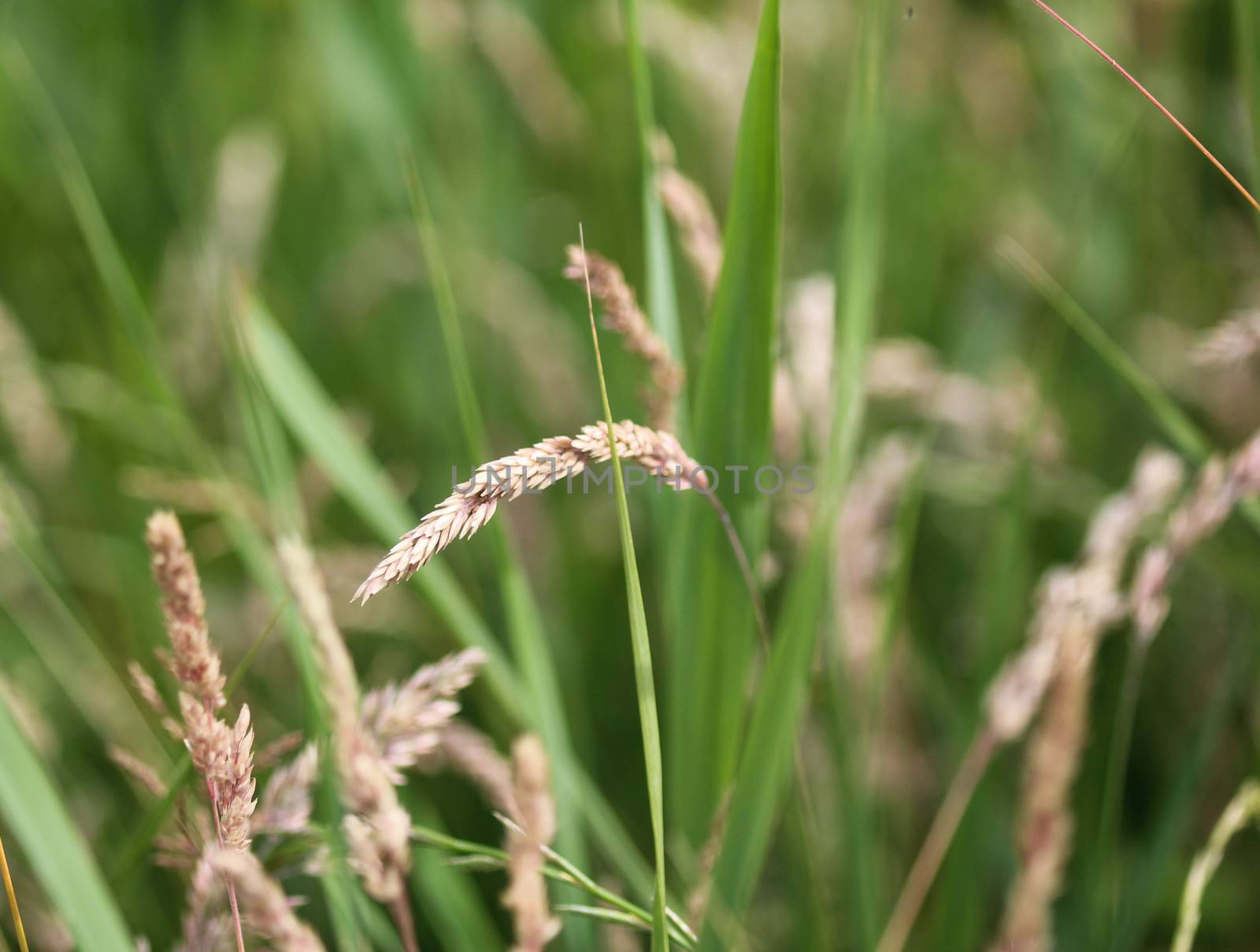 close up of Yorkshire fog grass