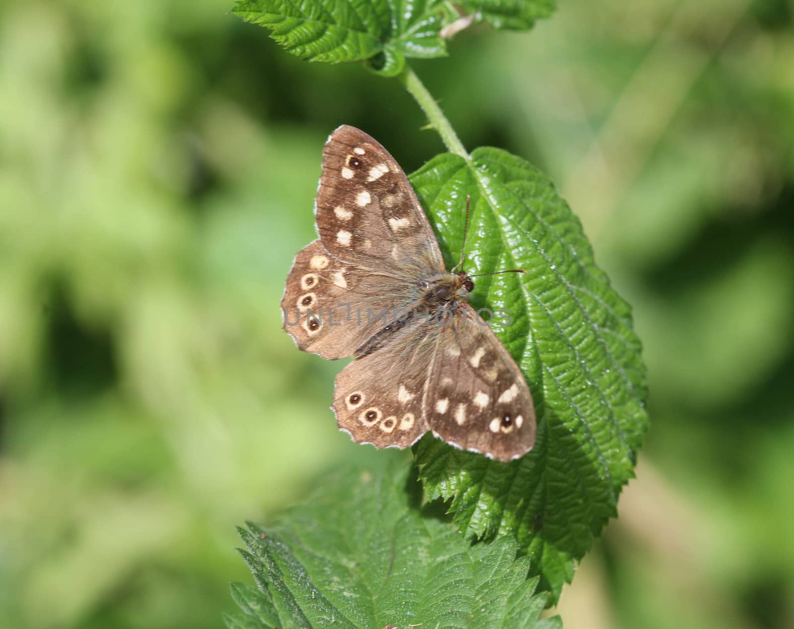 close up of speckled wood (Pararge aegeria), sitting on a leaf