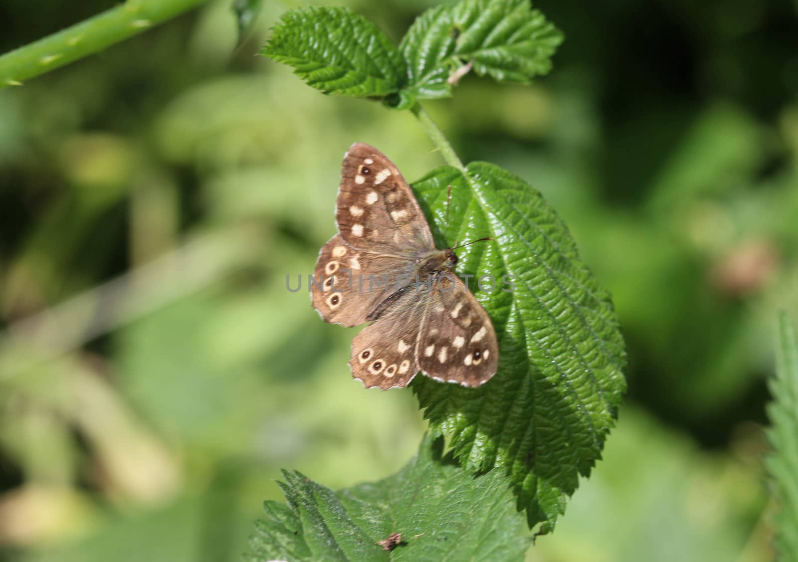 speckled wood butterfly (Pararge aegeria), sitting on a leaf by michaelmeijer