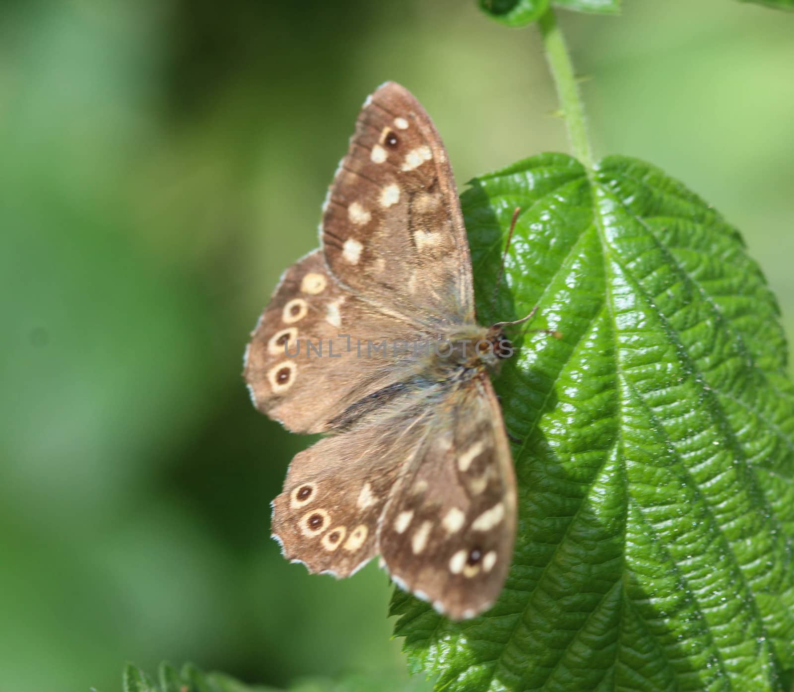 speckled wood butterfly (Pararge aegeria), sitting on a leaf by michaelmeijer