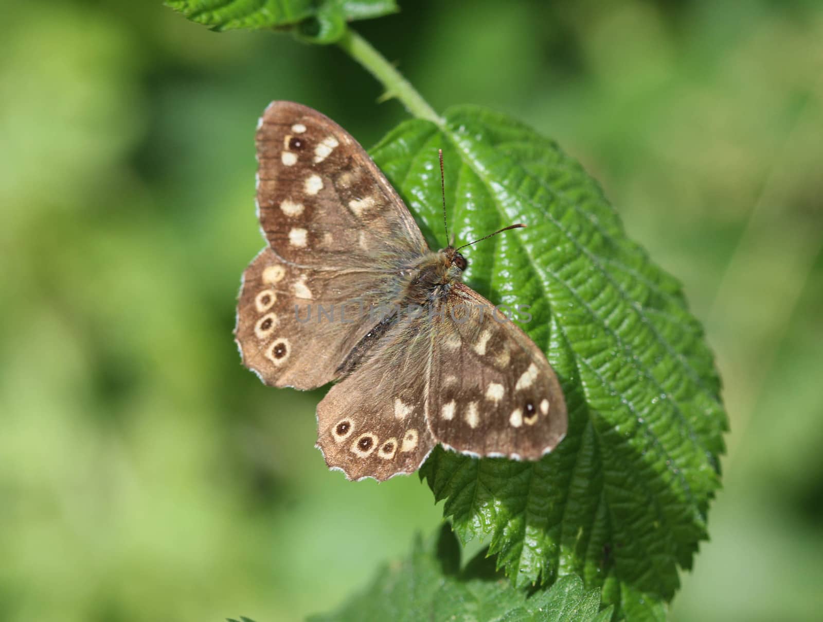 speckled wood butterfly (Pararge aegeria), sitting on a leaf by michaelmeijer