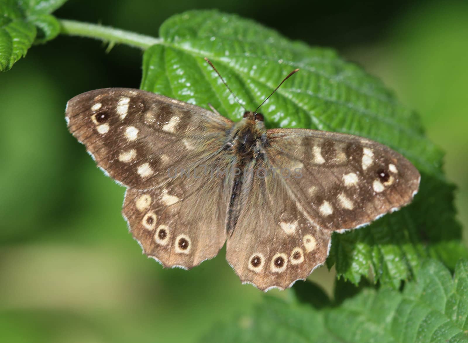 speckled wood butterfly (Pararge aegeria), sitting on a leaf by michaelmeijer