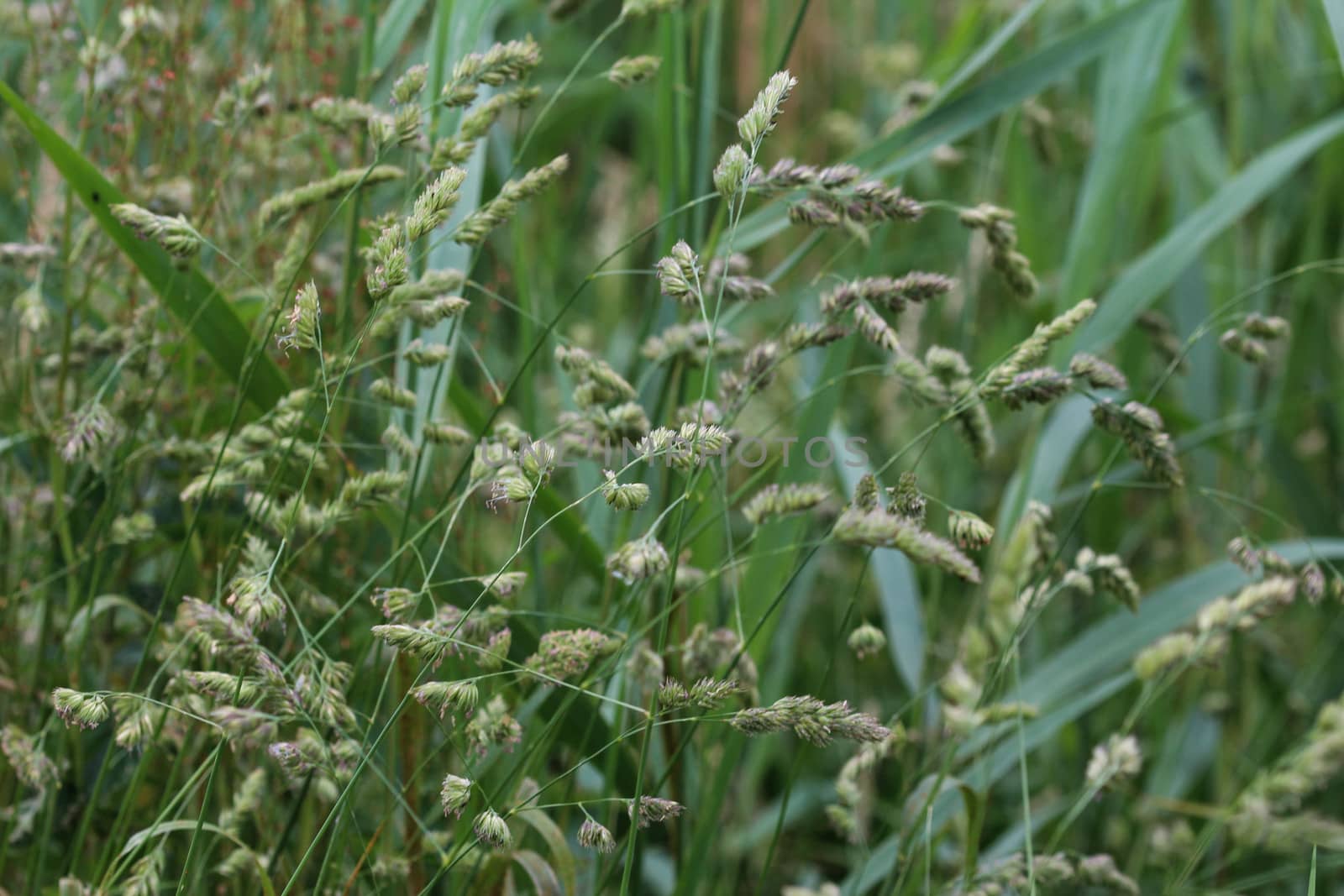 close up of cock's foot grass