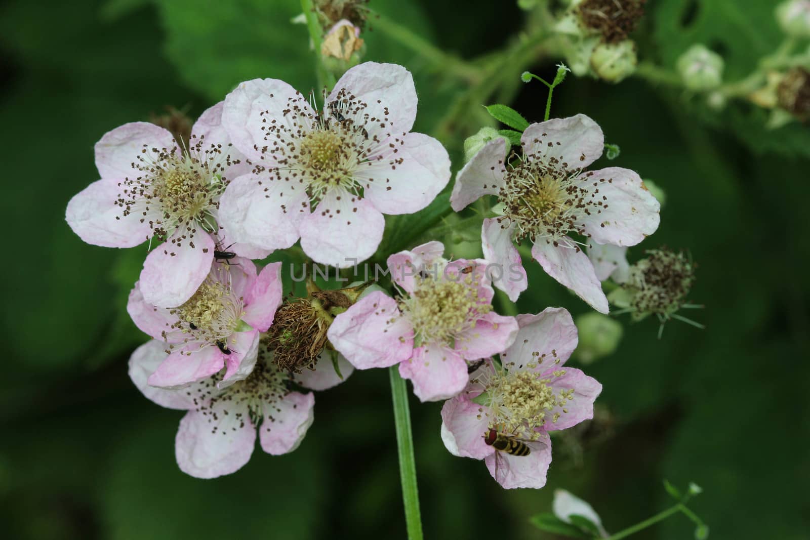 Close up of Blackberry flower, Rubus fruticosus, blooming in spring