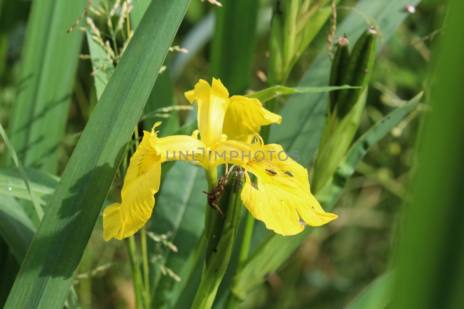 close up of Iris pseudacorus
