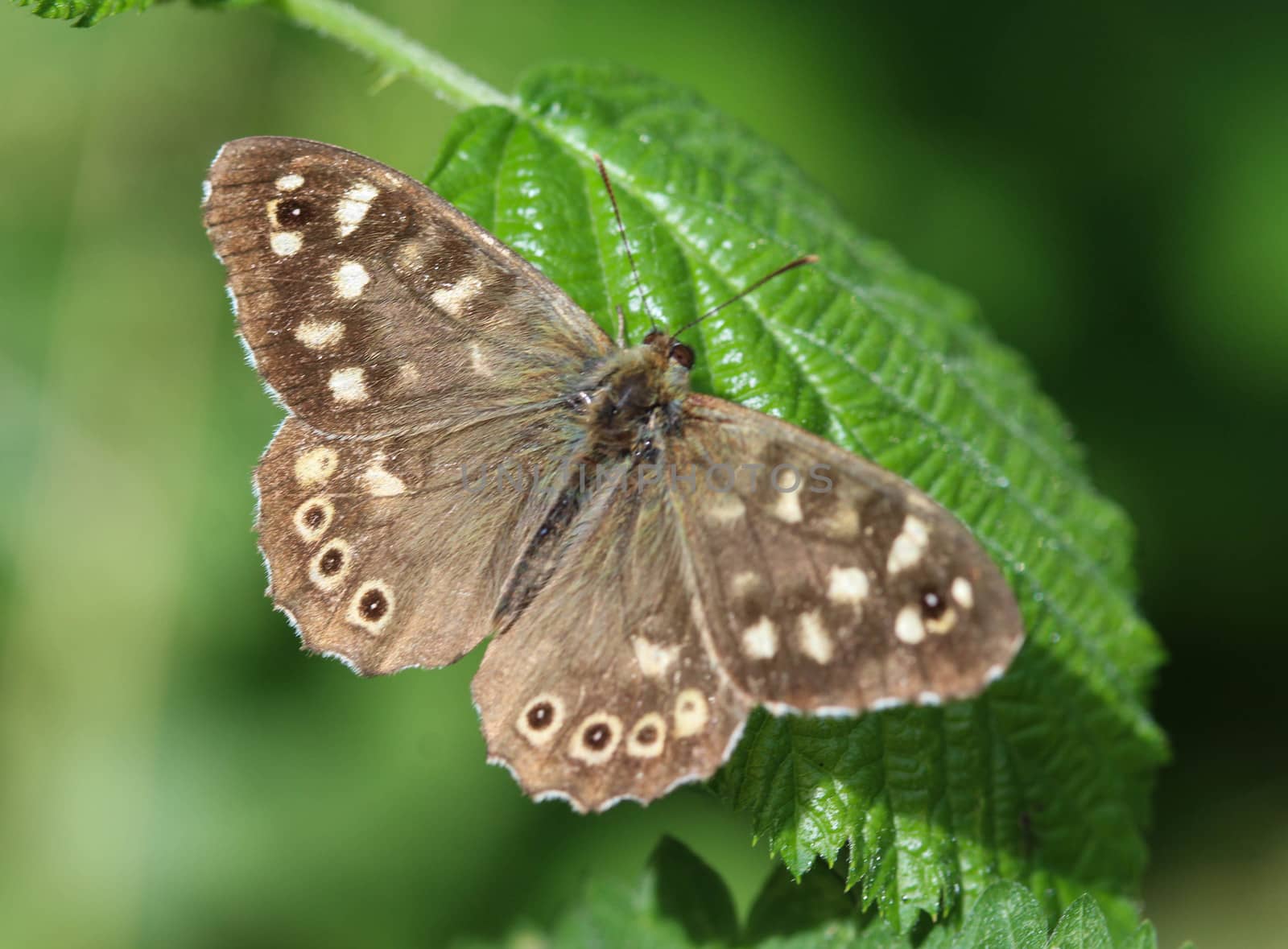 close up of speckled wood (Pararge aegeria), sitting on a leaf