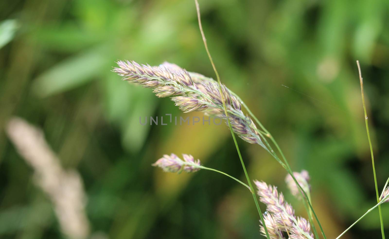 close up of cock's foot grass