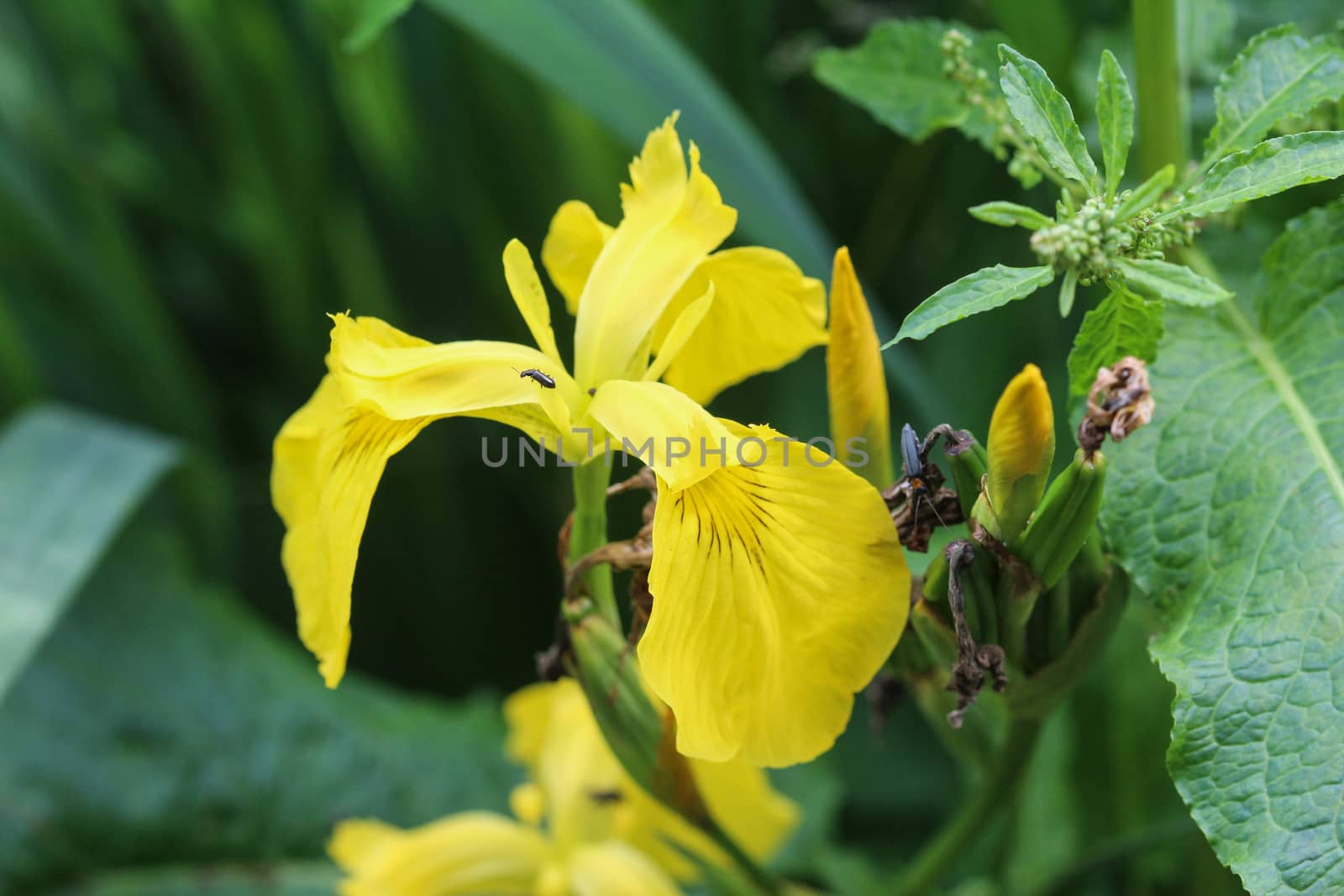 close up of Iris pseudacorus